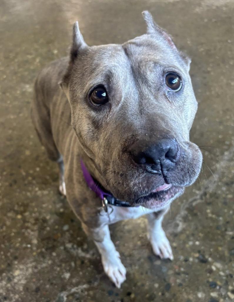 Lady, a Adoptable mixed breed in Warren, MI image 5/6