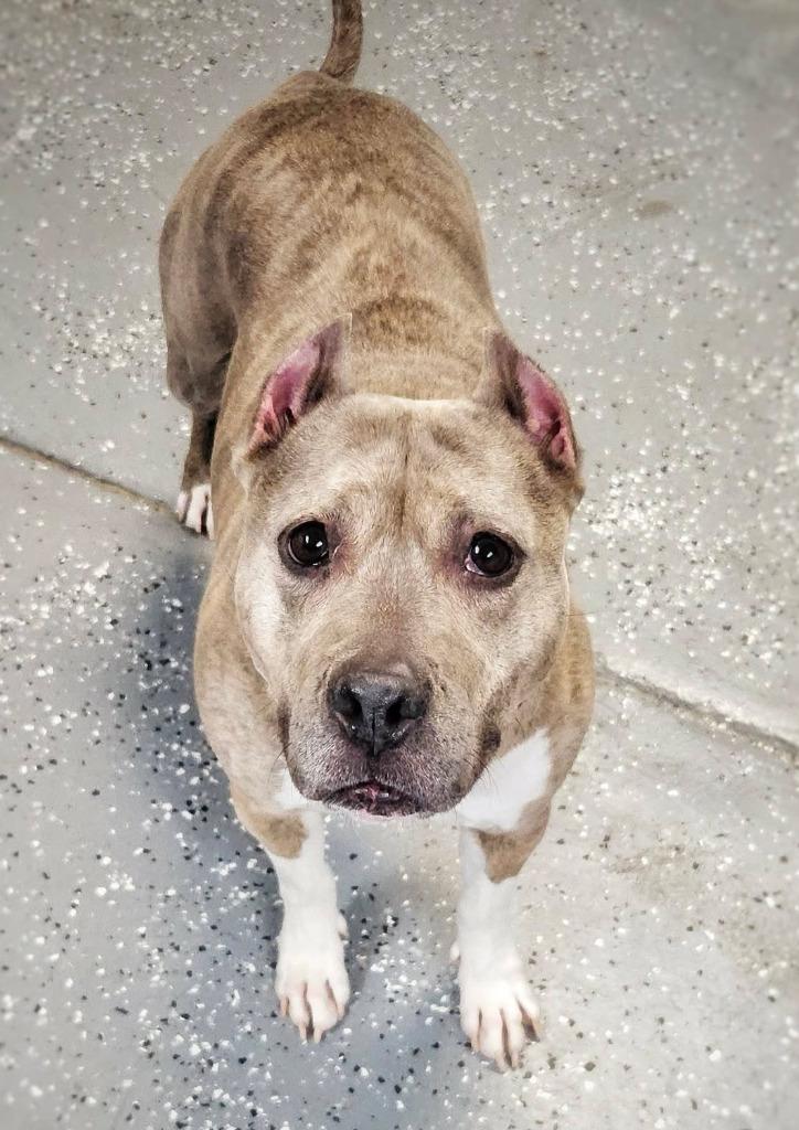 Lady, a Adoptable mixed breed in Warren, MI image 6/6