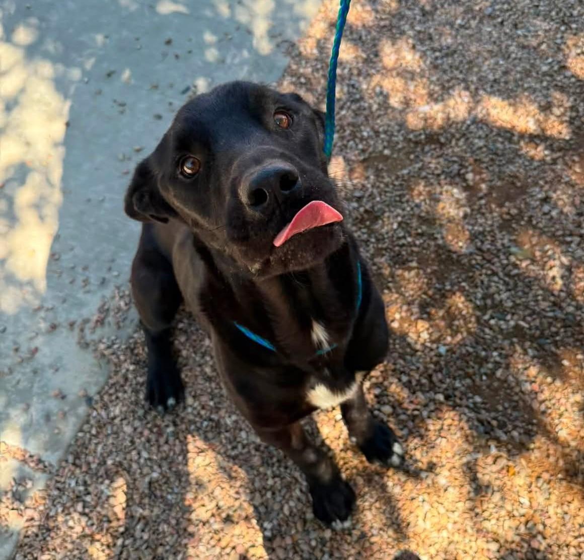Nacho, Adoptable, Adult Male Cane Corso.