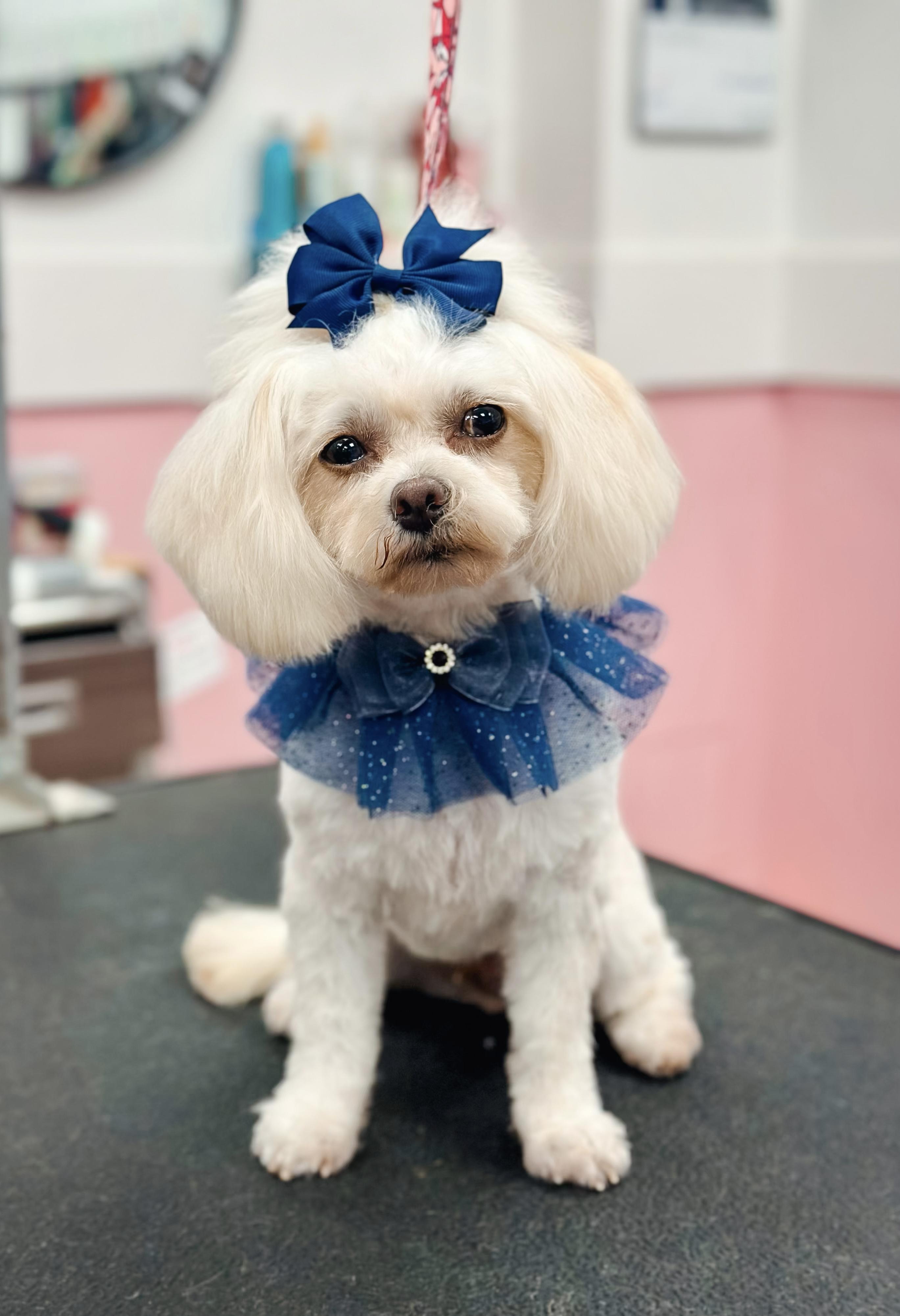 Kiki, ADOPTABLE, Adult Female Maltese.