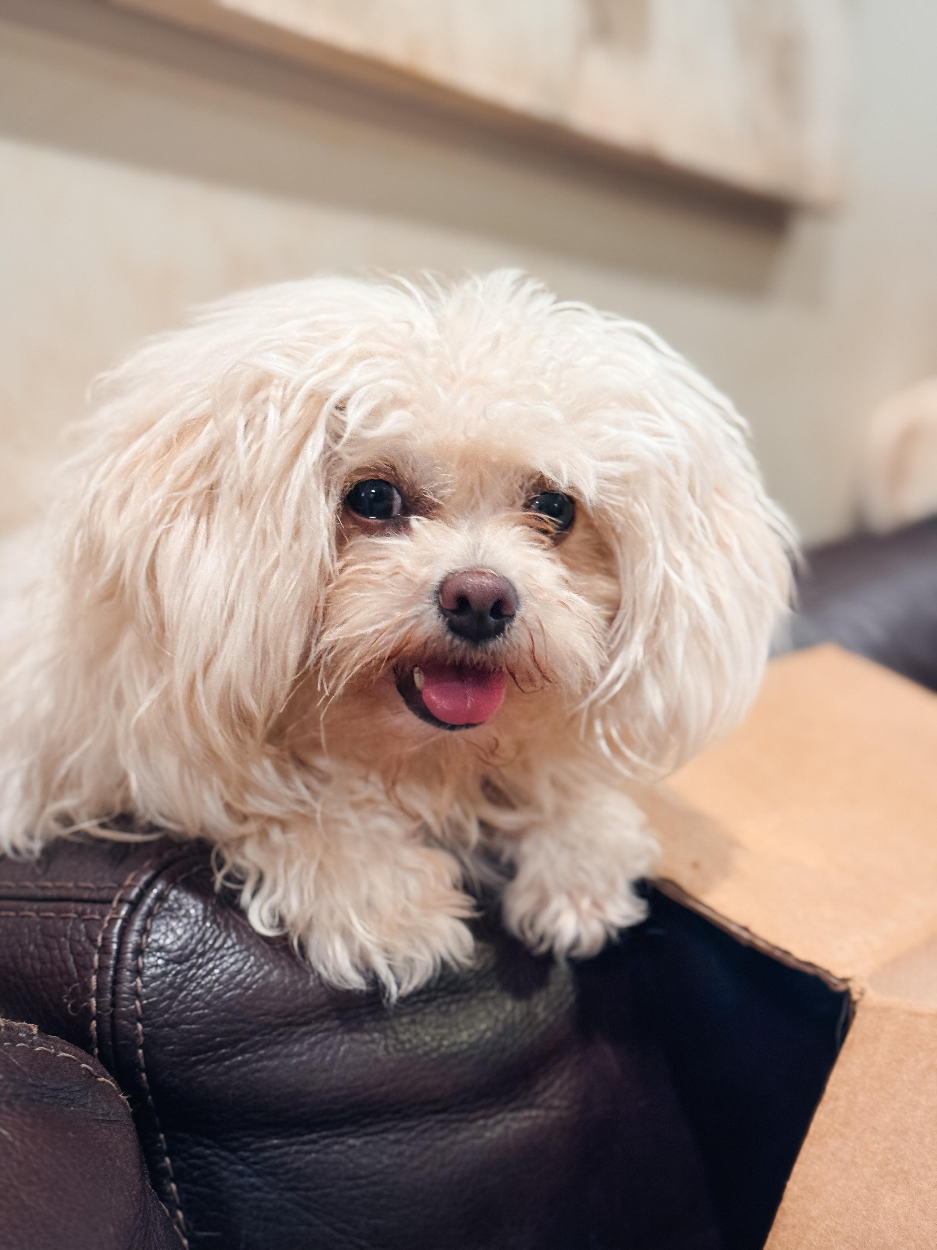Enlarge Kiki, a ADOPTABLE Maltese in Atlanta, GA image 4/5