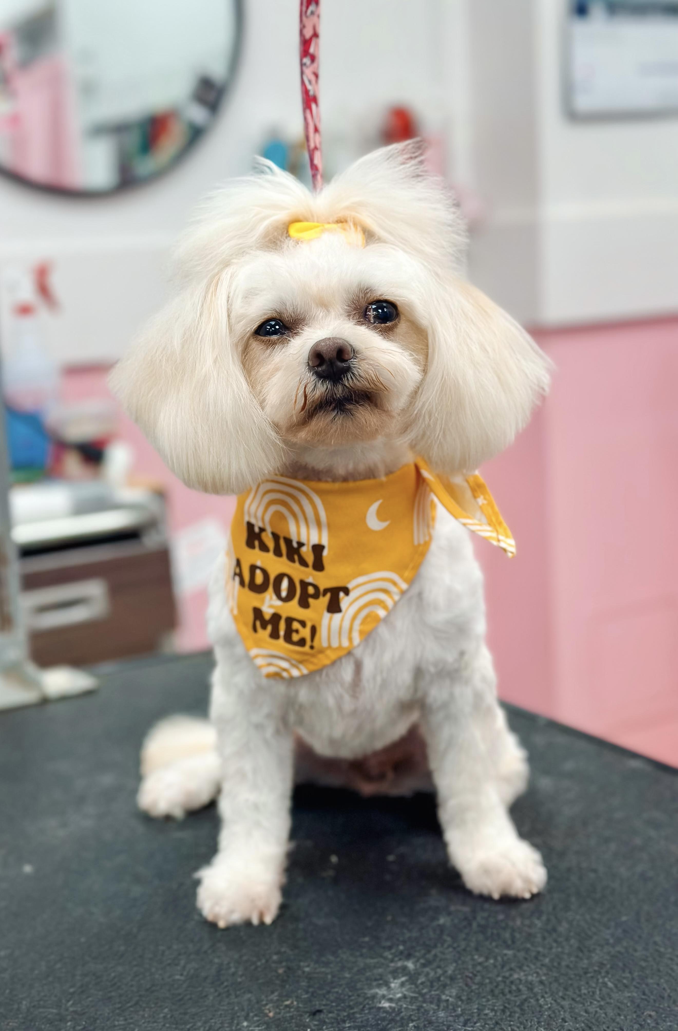 Enlarge Kiki, a ADOPTABLE Maltese in Atlanta, GA image 2/5