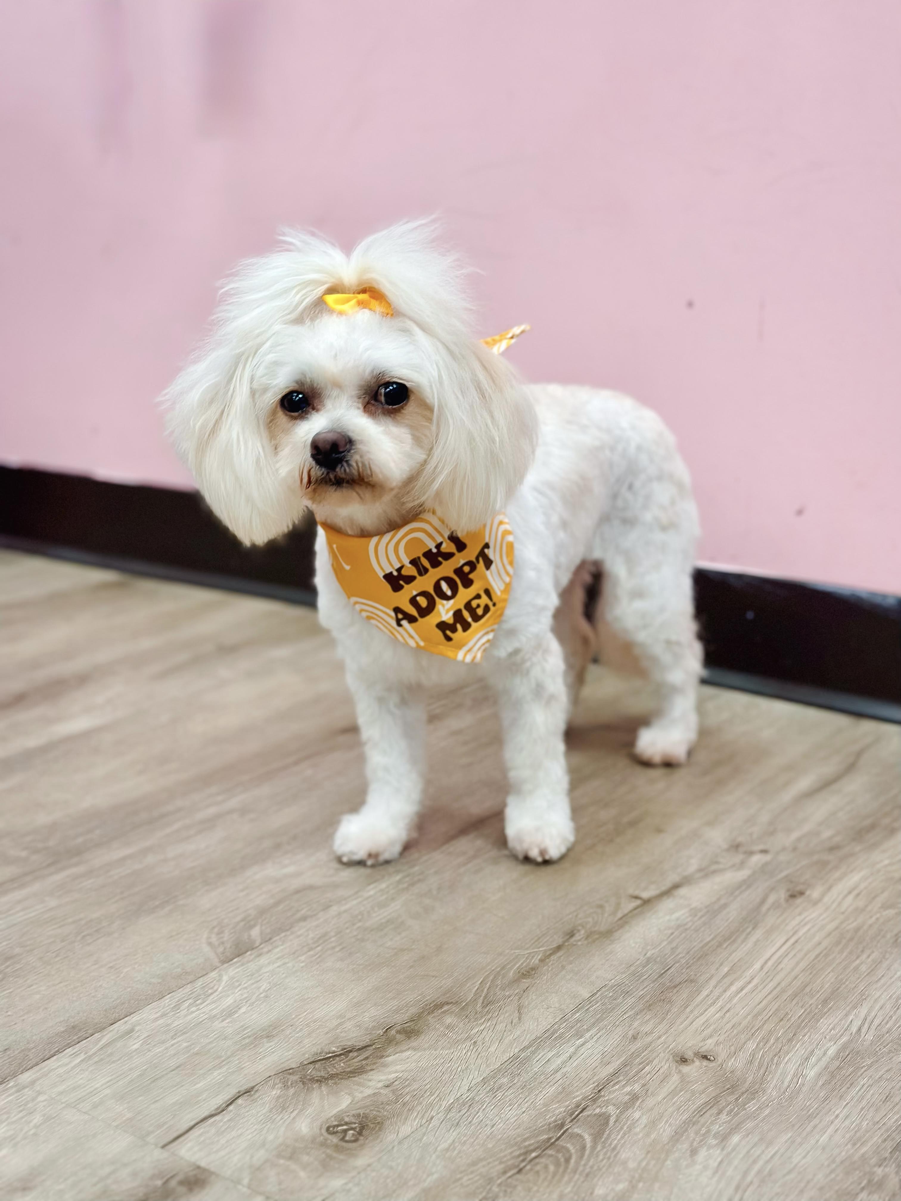 Enlarge Kiki, a ADOPTABLE Maltese in Atlanta, GA image 3/5