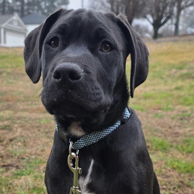Enlarge CASH - ARRIVING IN MAINE EARLY MARCH, a ADOPTABLE Mixed Breed in Berwick, ME image 4/5