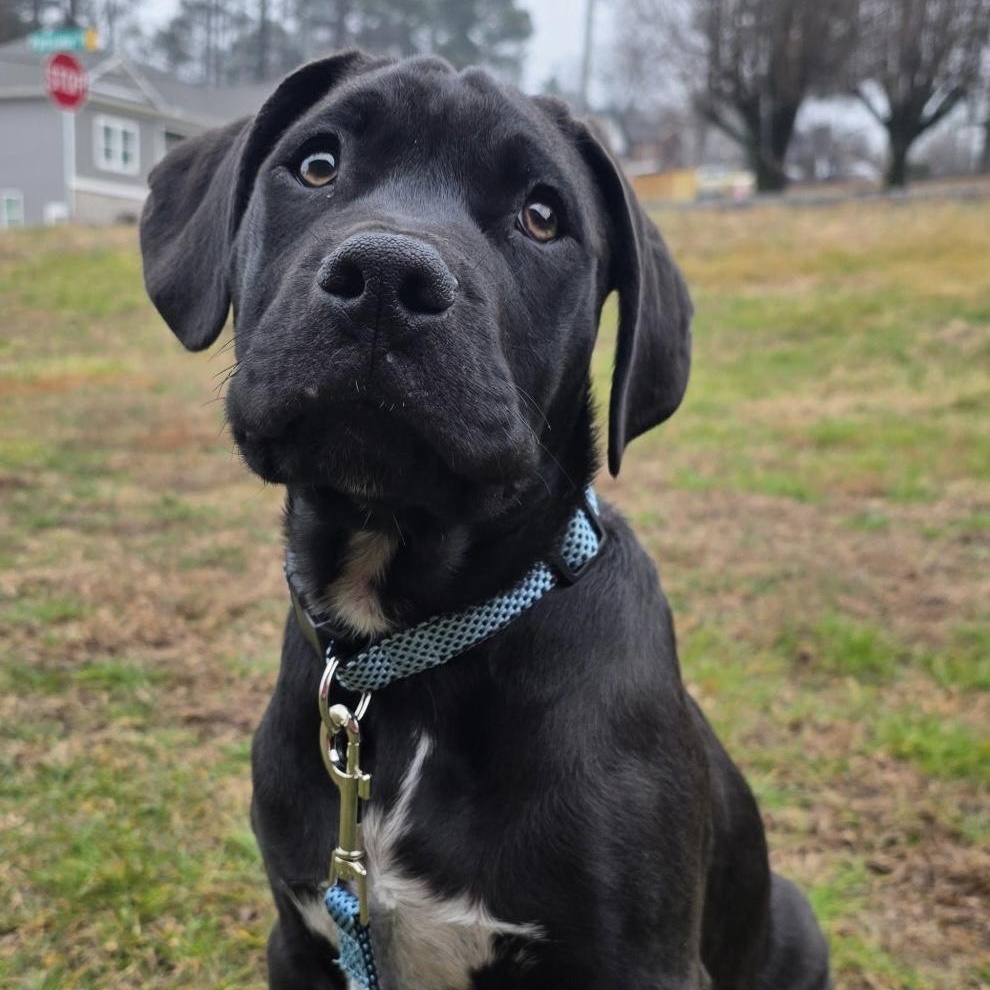 Enlarge CASH - ARRIVING IN MAINE EARLY MARCH, a ADOPTABLE Mixed Breed in Berwick, ME image 3/5