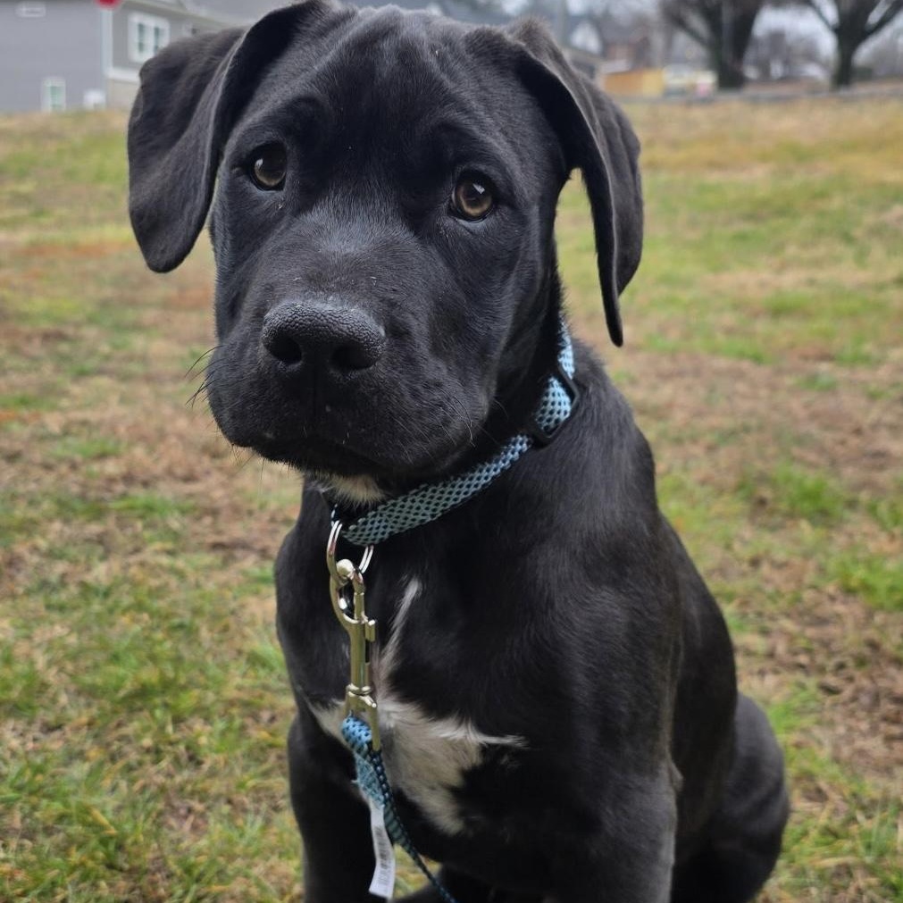 CASH - ARRIVING IN MAINE EARLY MARCH, ADOPTABLE, Puppy Male Mixed Breed.