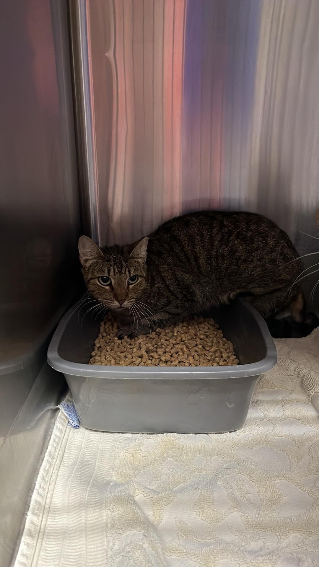 Unknown, Adoptable, Adult Female Domestic Short Hair.