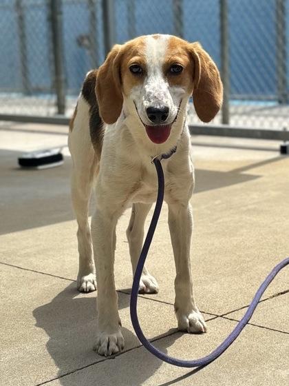 Casper, a Adoptable mixed breed in King William, VA image 1/3