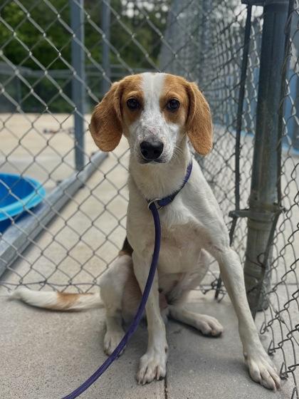 Casper, a Adoptable mixed breed in King William, VA image 2/3