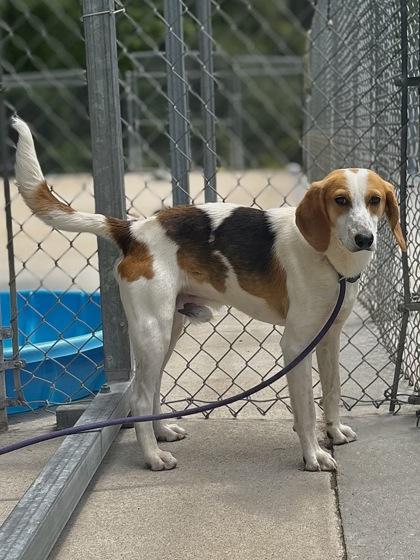 Casper, a Adoptable mixed breed in King William, VA image 3/3