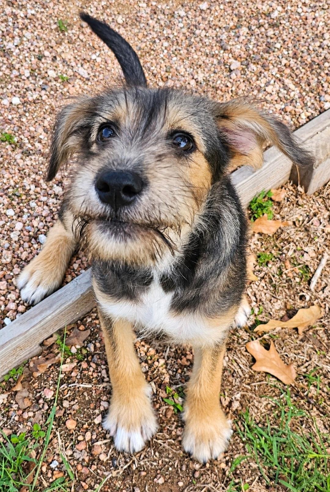 Enlarge PATSY, a Adoptable mixed breed in Brewster, NY image 3/6