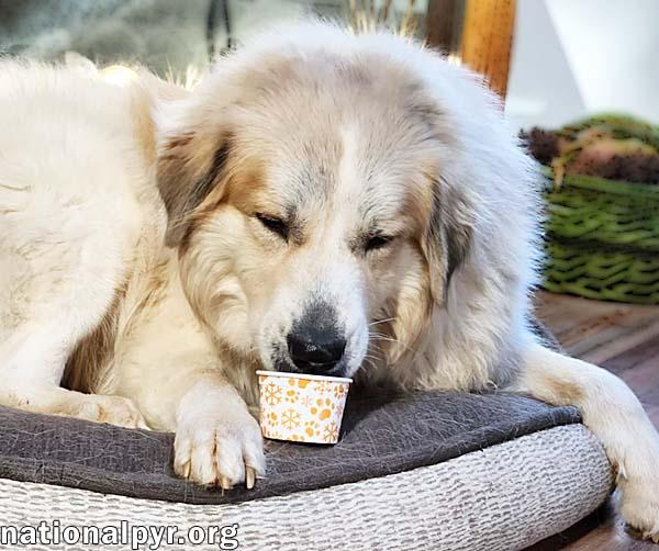 Davie in GA - Energetic & Goofy Love-Bug!, a Adoptable Great Pyrenees image 4/4