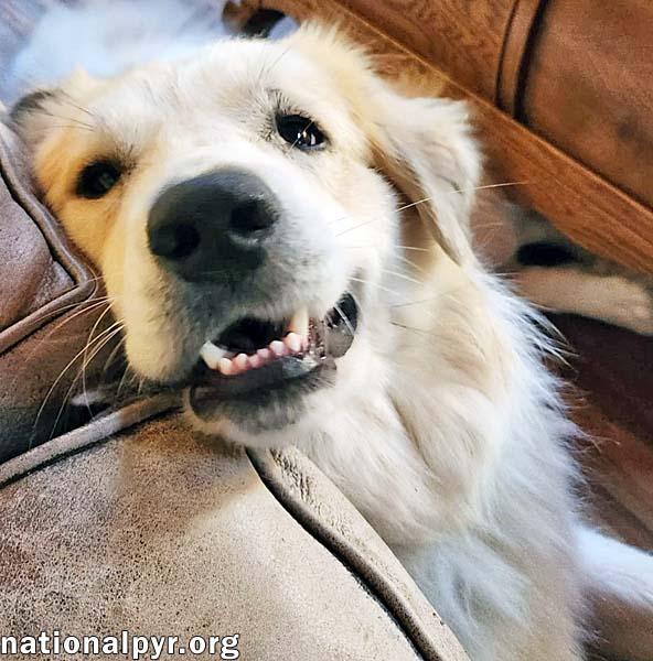 Davie in GA - Energetic & Goofy Love-Bug!, a Adoptable Great Pyrenees image 3/4