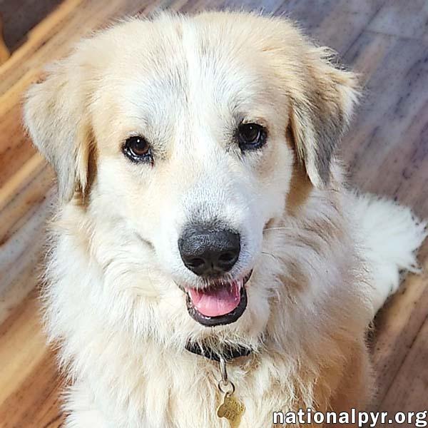 Davie in GA - Energetic & Goofy Love-Bug!, a Adoptable Great Pyrenees image 1/4