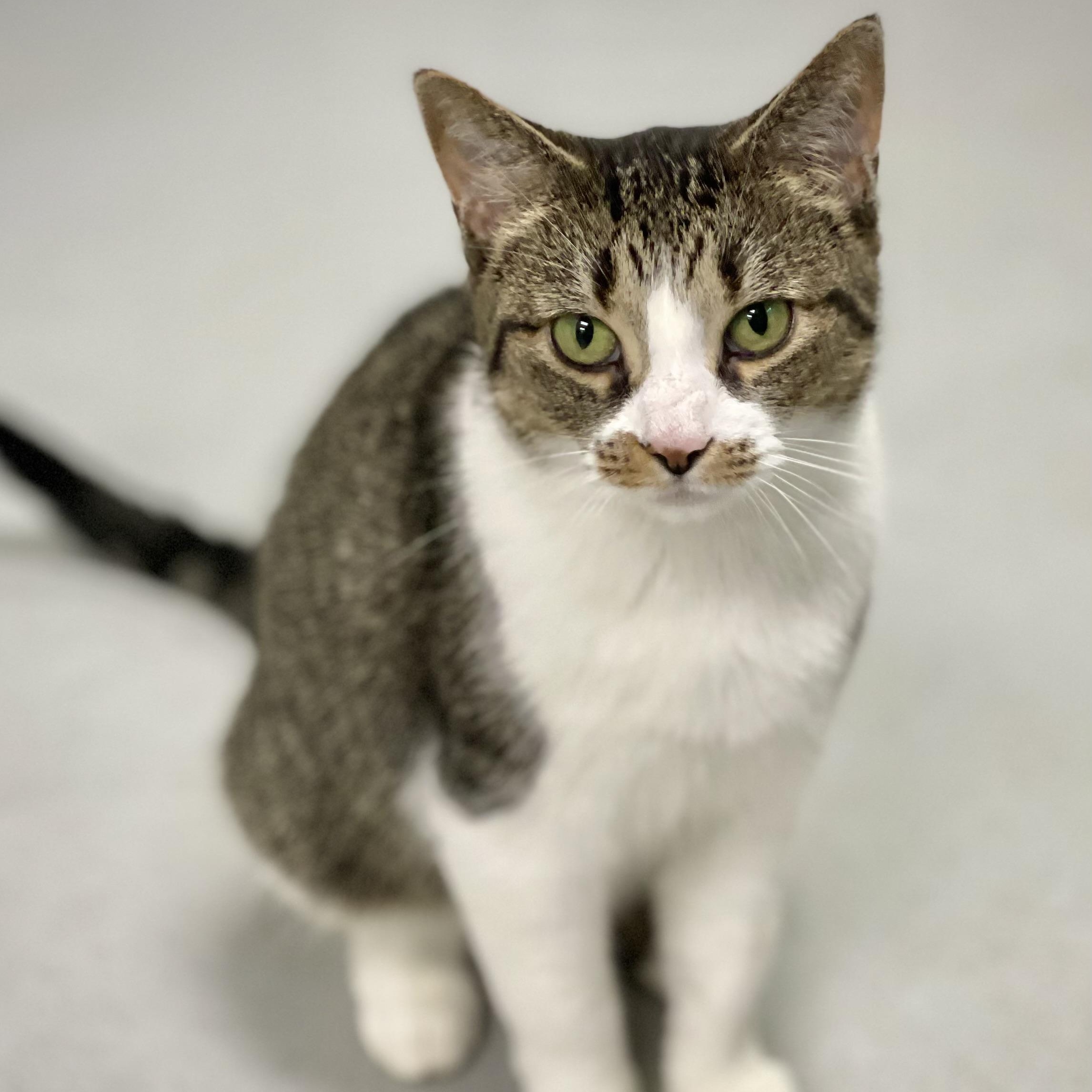 Enlarge Cora, a Adoptable Domestic Short Hair in Grosse Ile, MI image 1/4