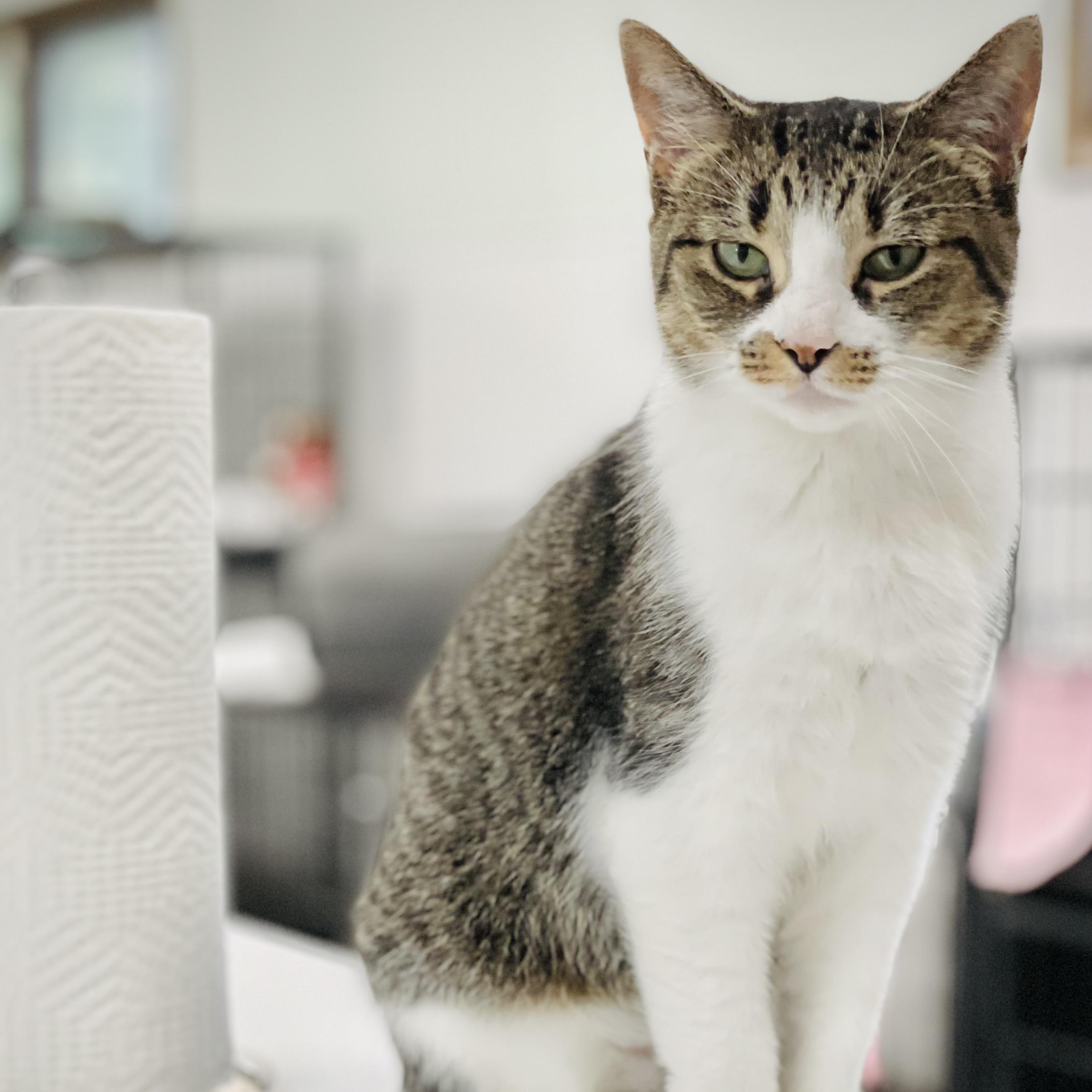 Enlarge Cora, a Adoptable Domestic Short Hair in Grosse Ile, MI image 2/4