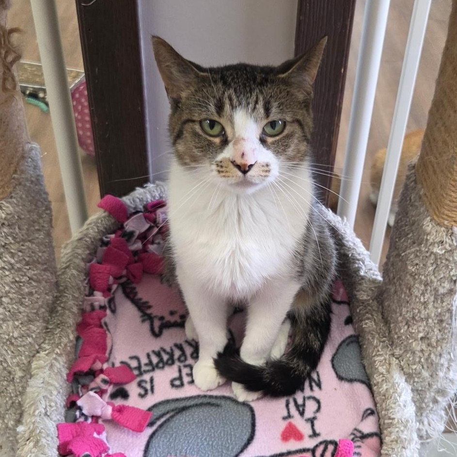 Enlarge Cora, a Adoptable Domestic Short Hair in Grosse Ile, MI image 1/1
