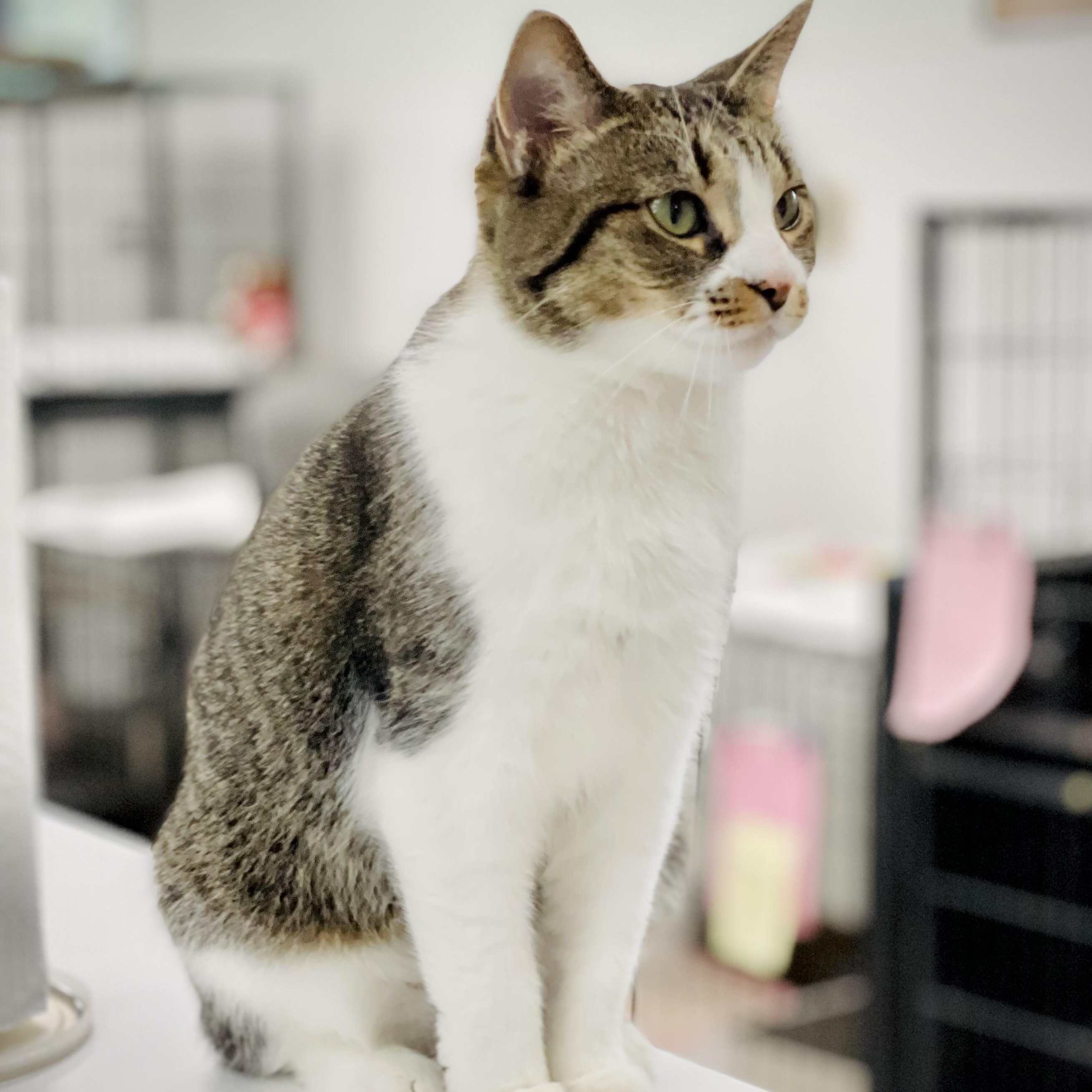 Enlarge Cora, a Adoptable Domestic Short Hair in Grosse Ile, MI image 4/4