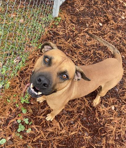 PRANCER, Adoptable, Adult Male Pit Bull Terrier & Mixed Breed.
