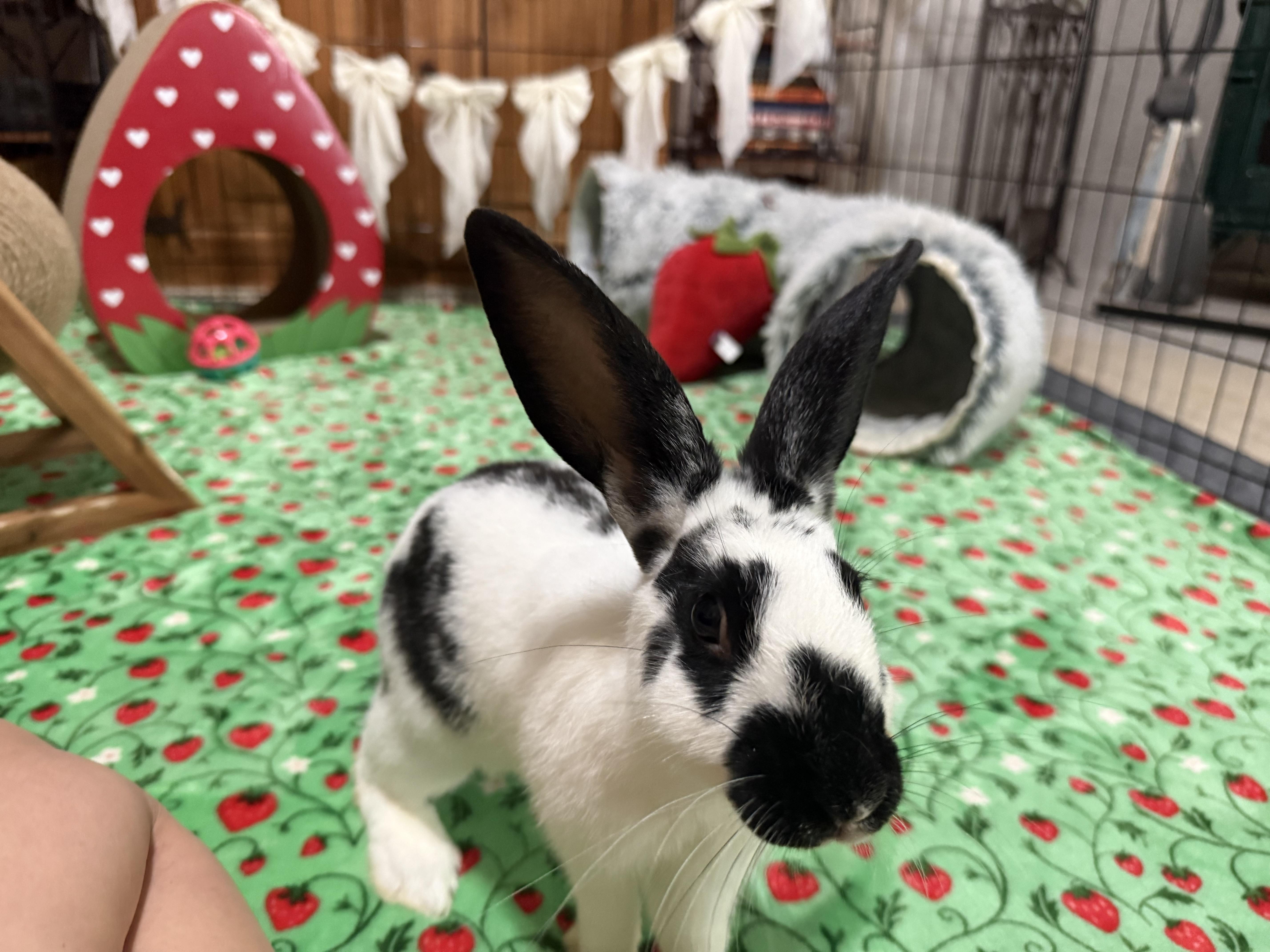 Enlarge Hopper Lane, a ADOPTABLE English Lop in Little Rock, AR image 3/4