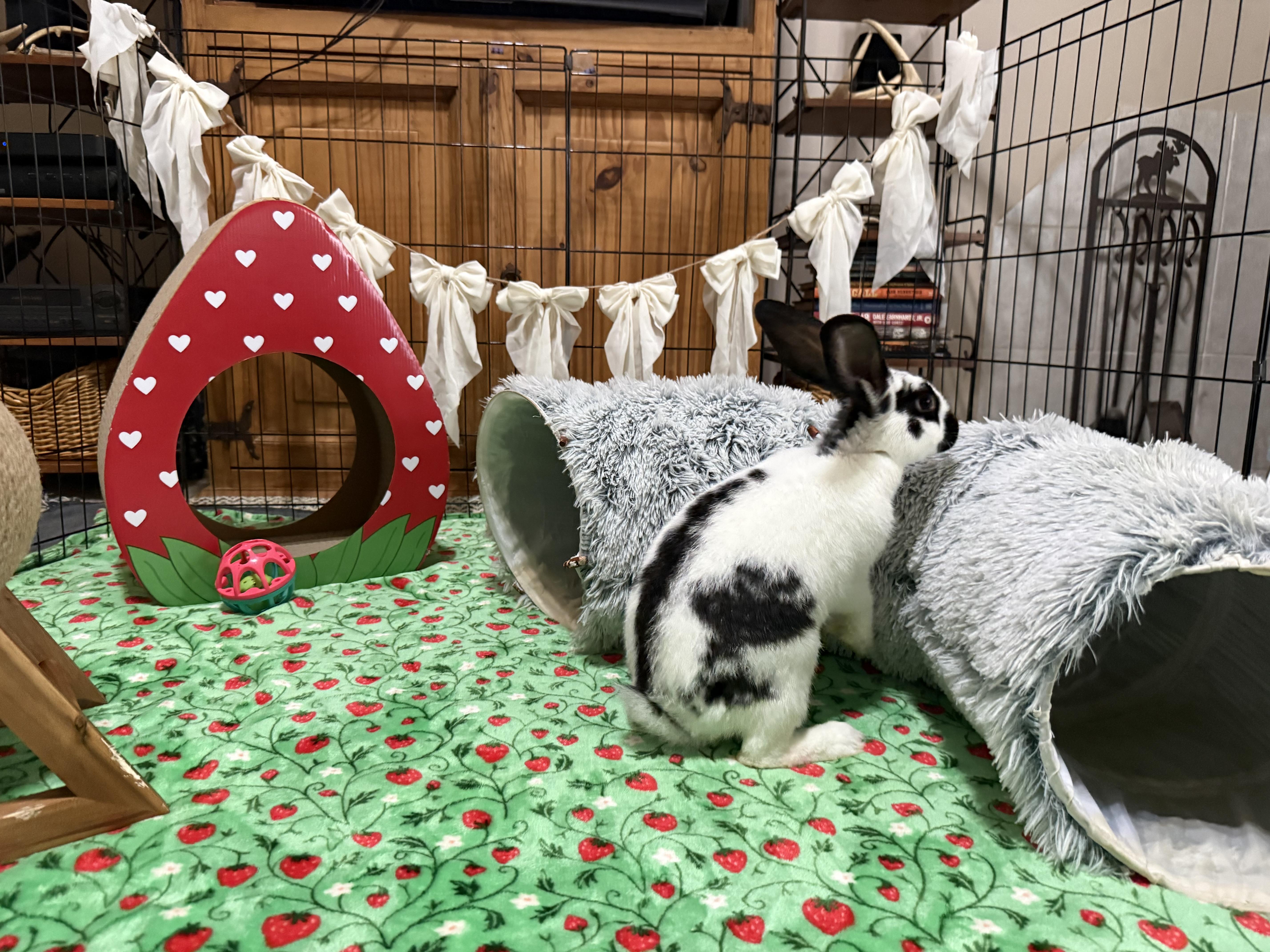 Hopper Lane, ADOPTABLE, Baby Male English Lop.
