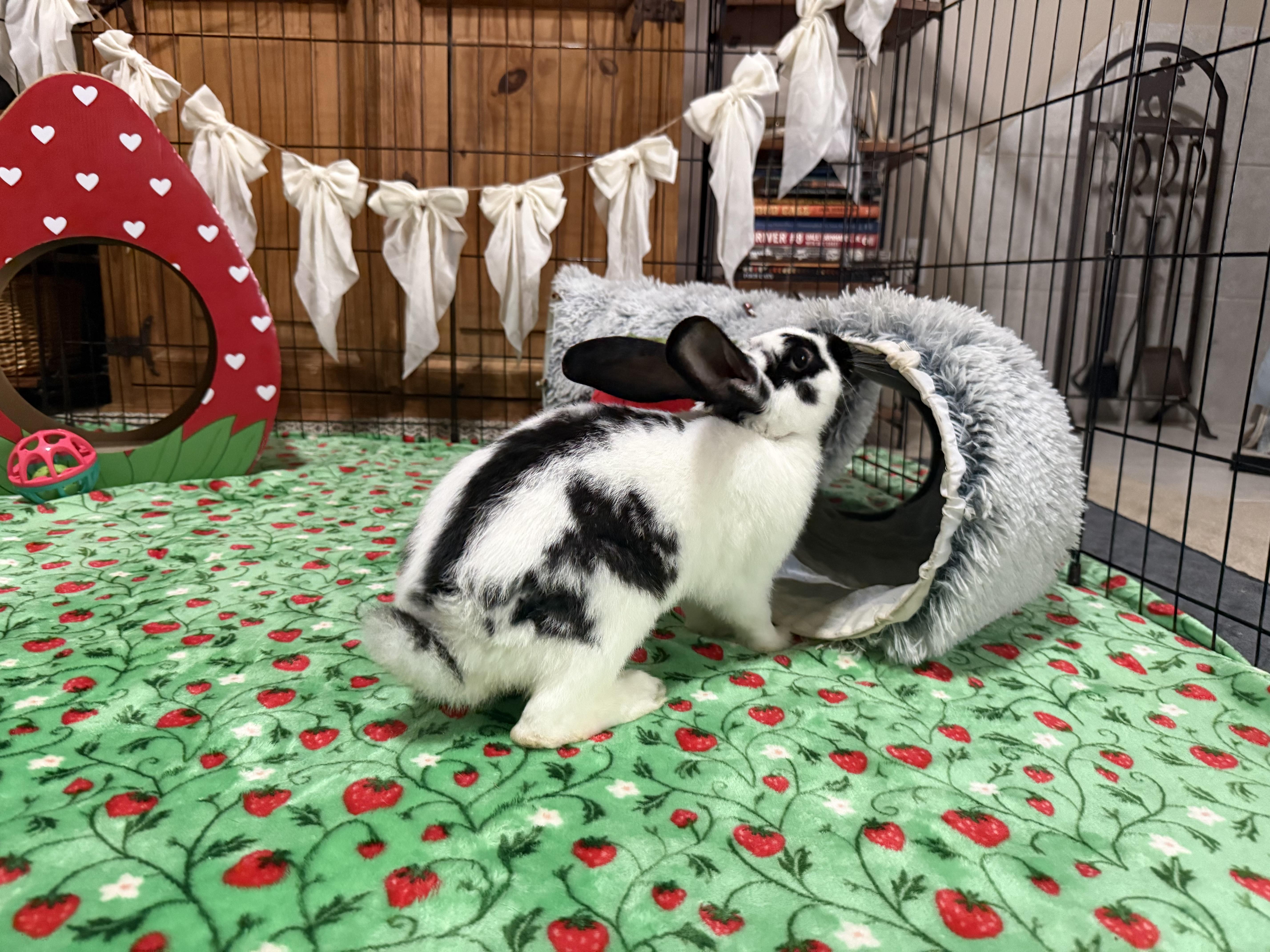 Enlarge Hopper Lane, a ADOPTABLE English Lop in Little Rock, AR image 4/4