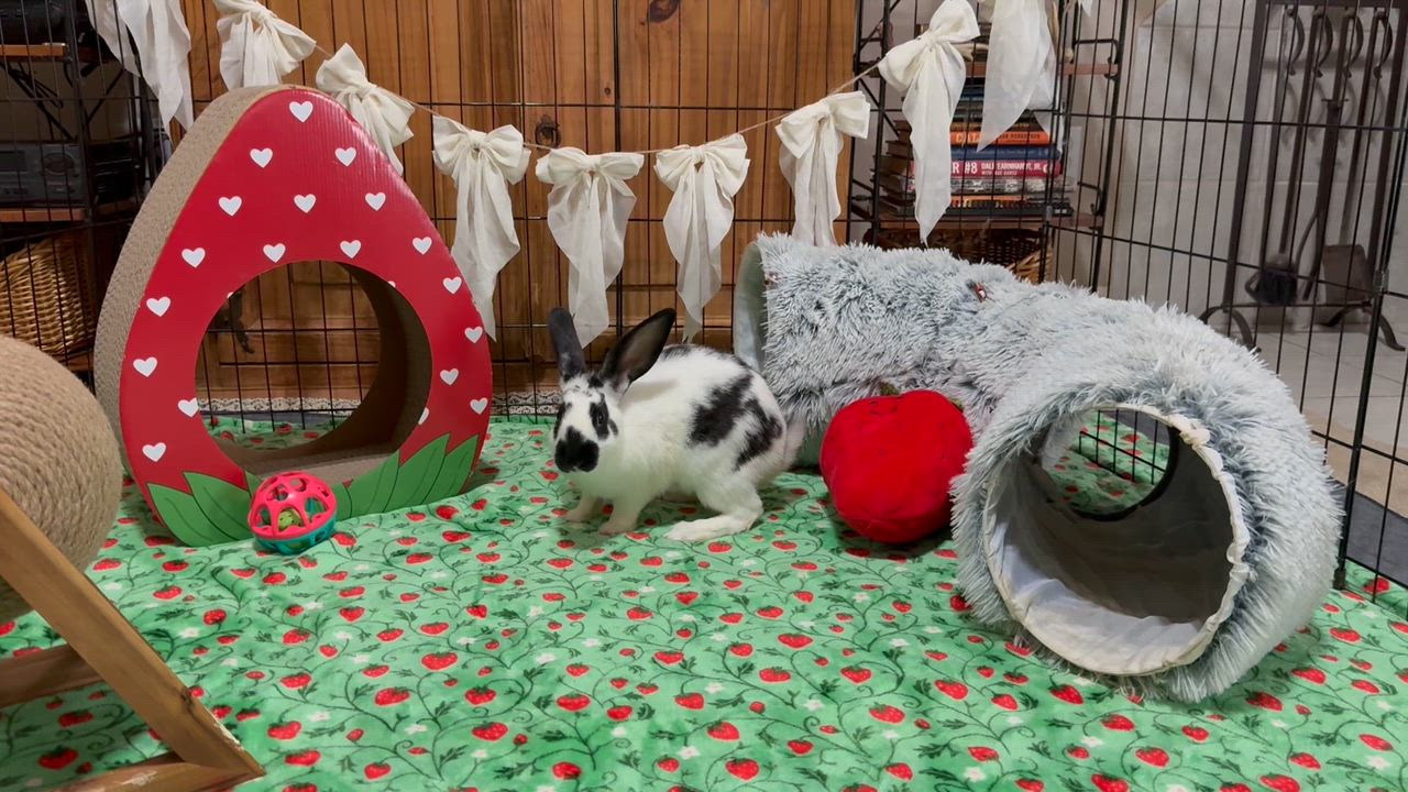 Enlarge Hopper Lane, a ADOPTABLE English Lop in Little Rock, AR video 2/4