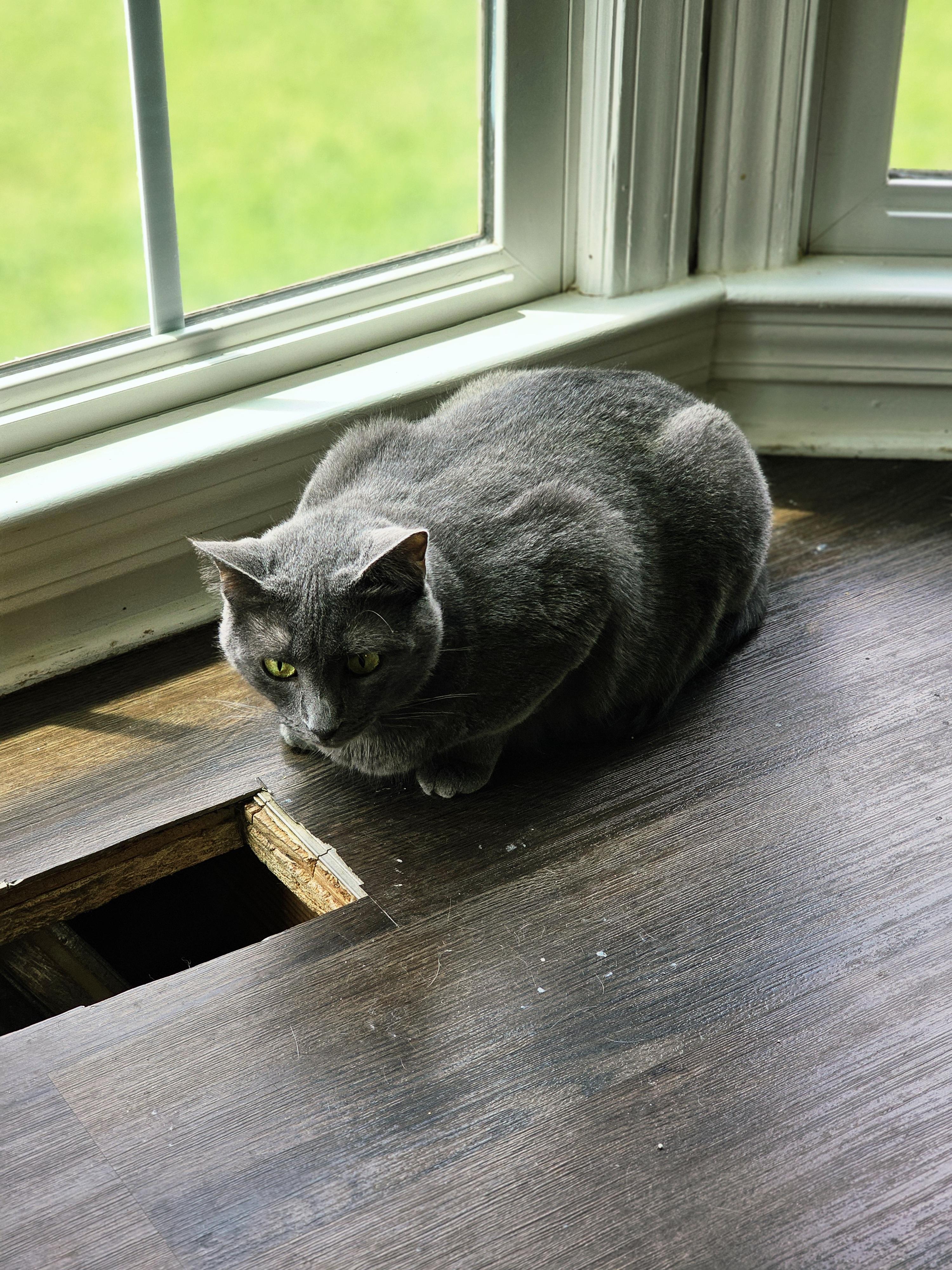 Baloo, Adoptable, Adult Male Russian Blue.