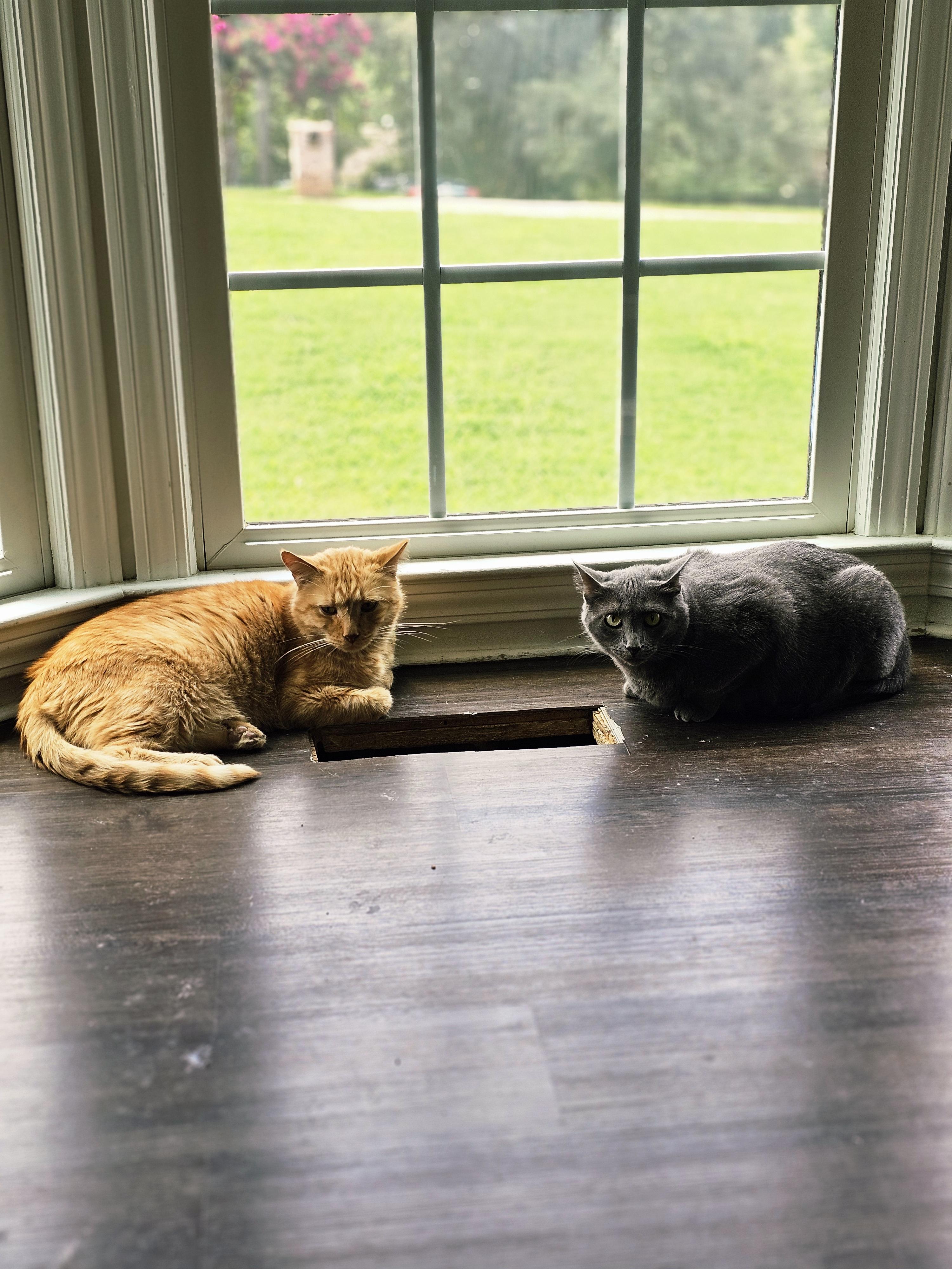 Enlarge Baloo, a Adoptable mixed breed in Pinson, AL image 2/6