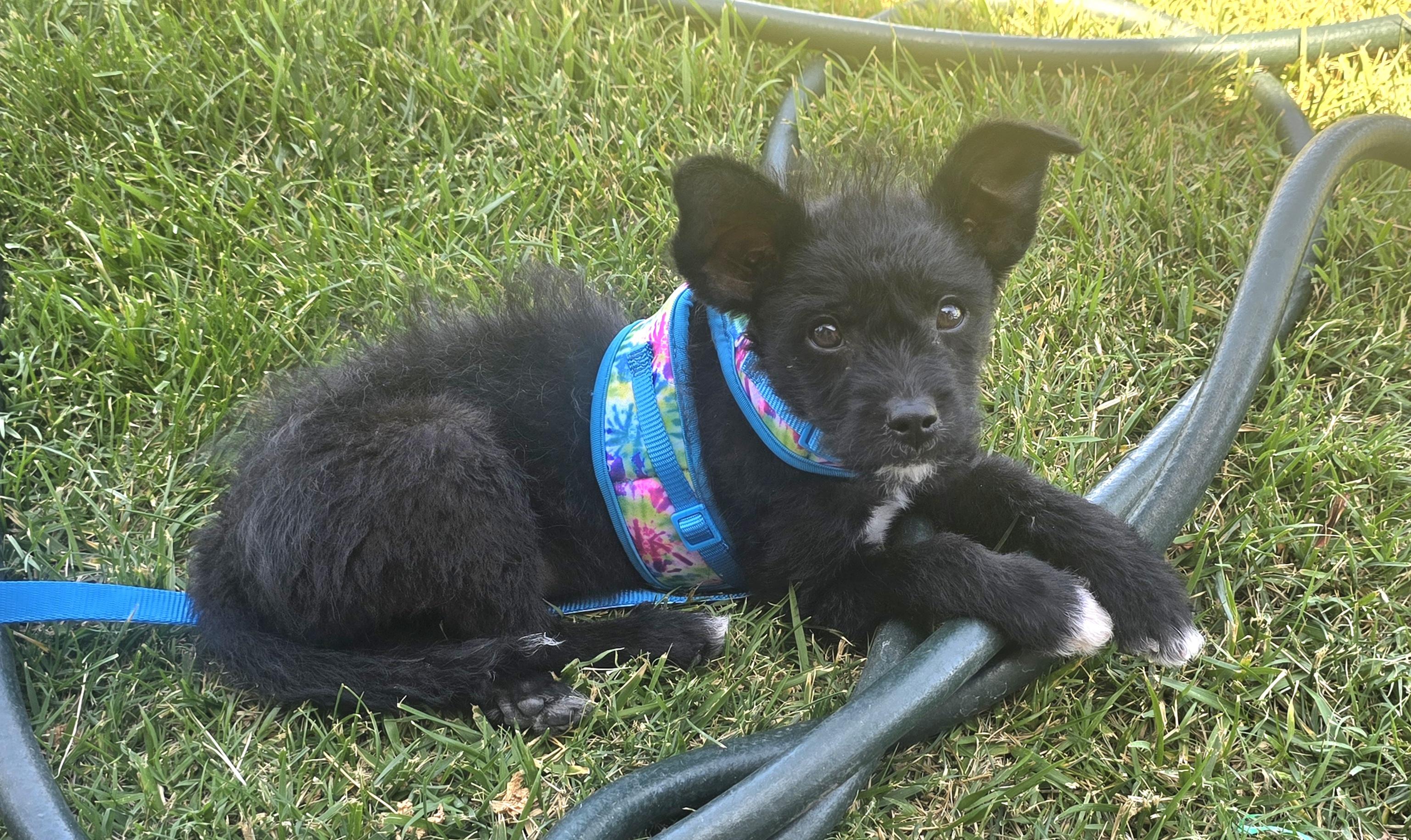 Enlarge Dexter, a ADOPTABLE mixed breed in Tracy, CA image 1/2