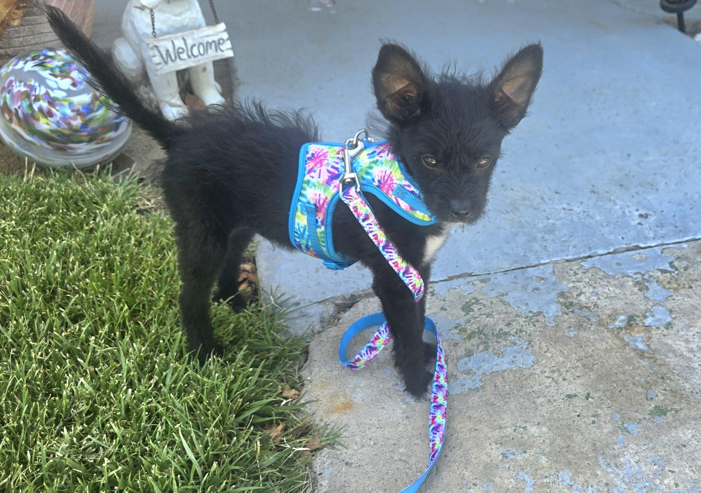 Enlarge Dexter, a ADOPTABLE mixed breed in Tracy, CA image 2/2
