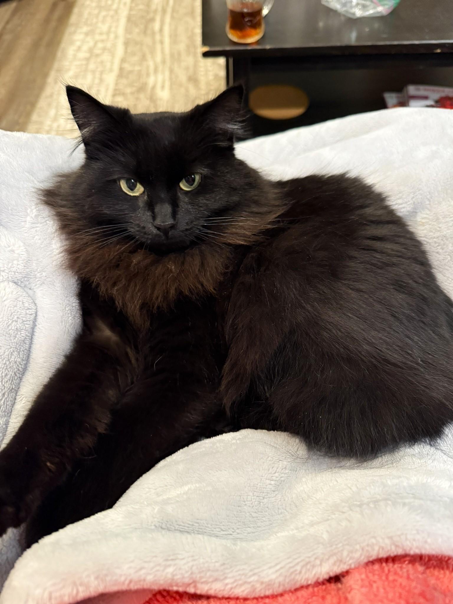 Maarva, Adoptable, Adult Female Domestic Long Hair.