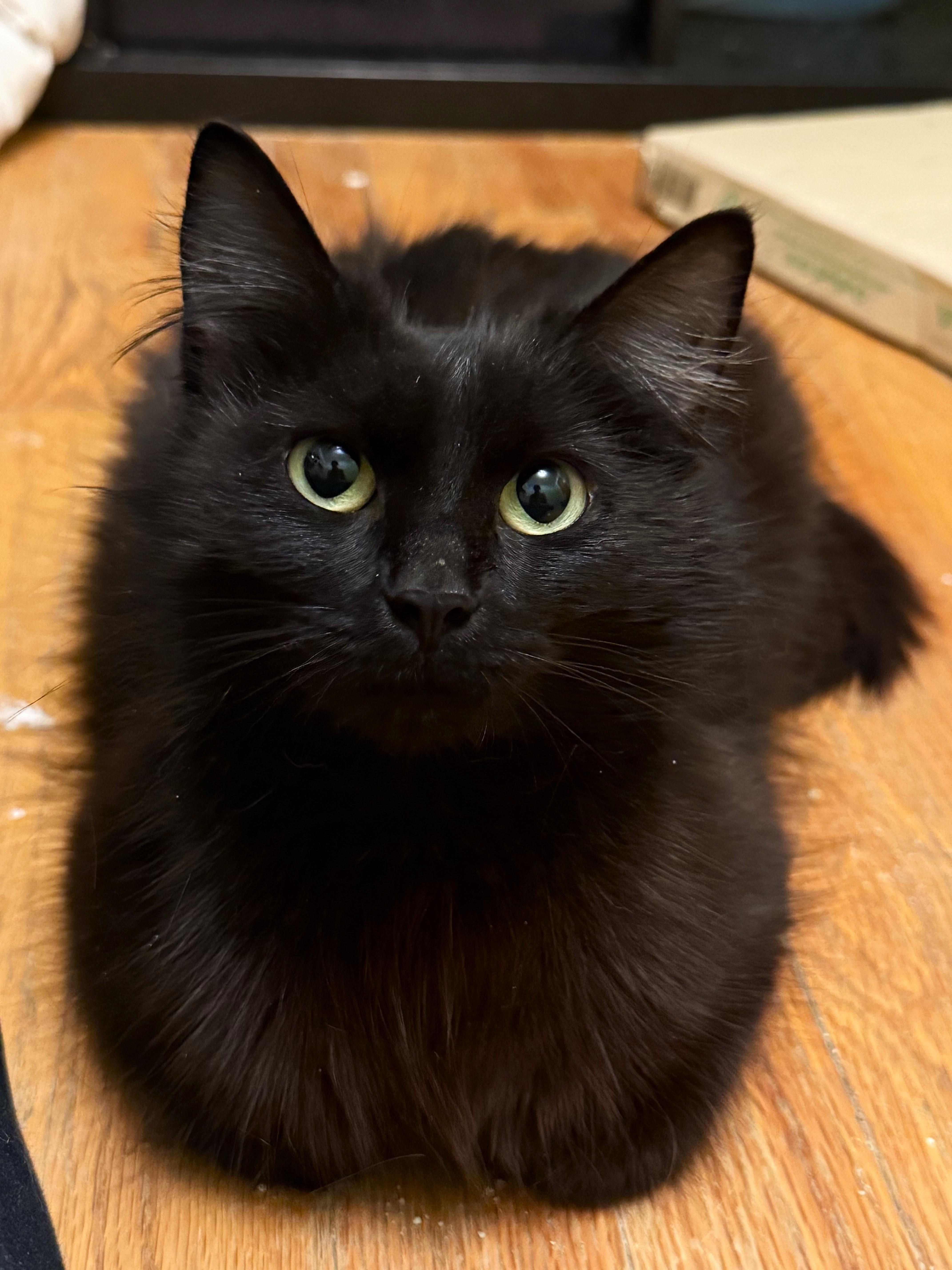 Maarva, a Adoptable Domestic Long Hair in Taylor, MI image 2/6