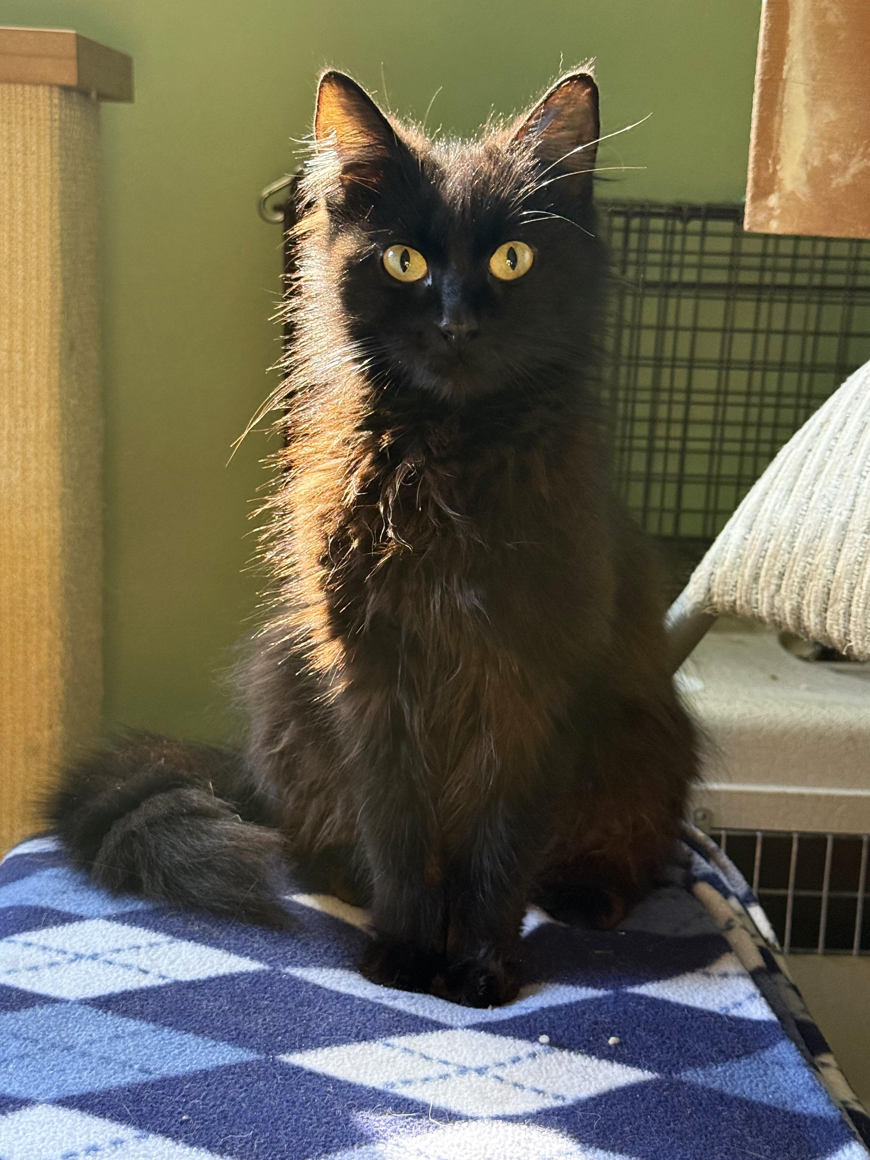 Maarva, a Adoptable Domestic Long Hair in Taylor, MI image 6/6