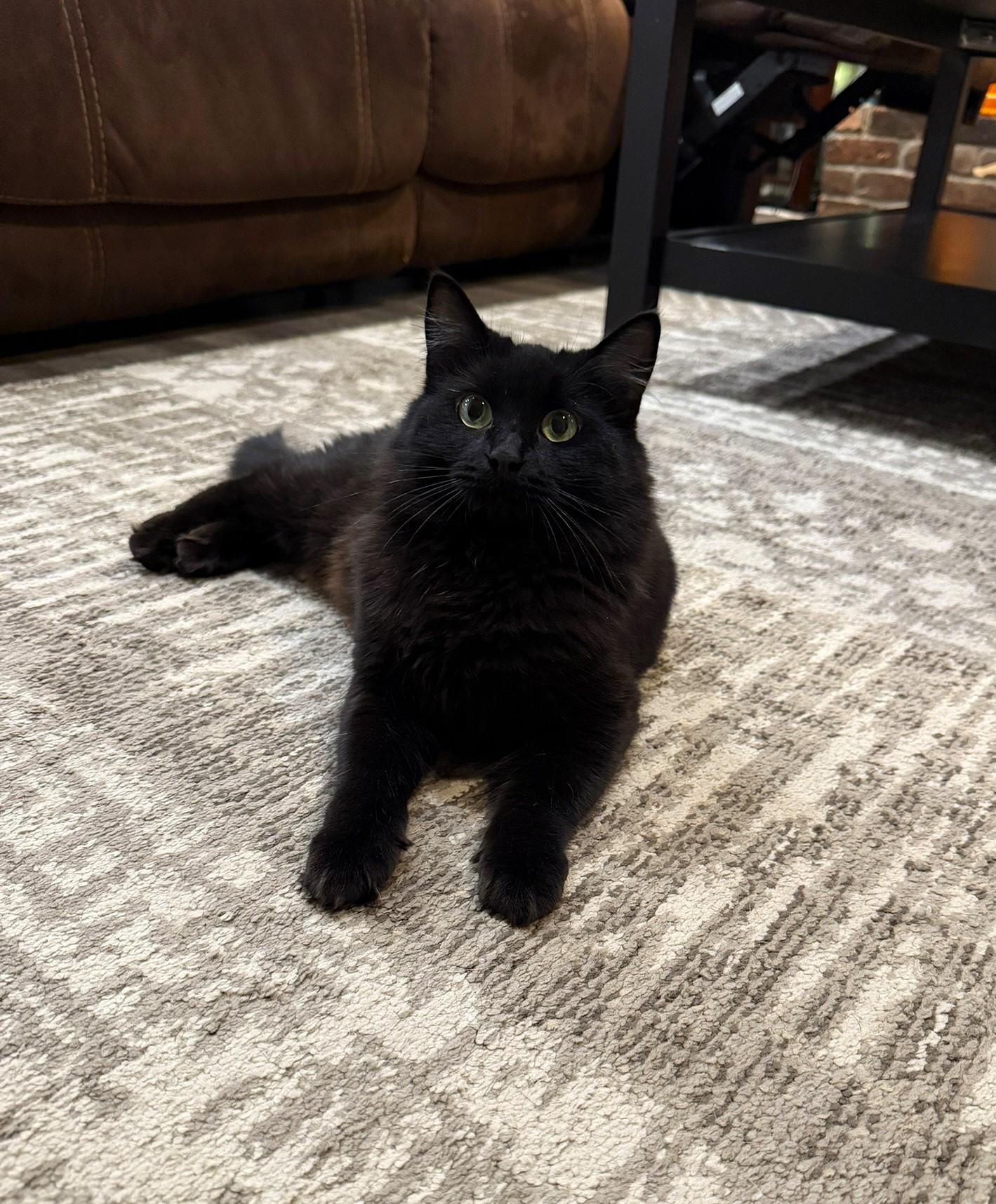 Maarva, a Adoptable Domestic Long Hair in Taylor, MI image 3/6