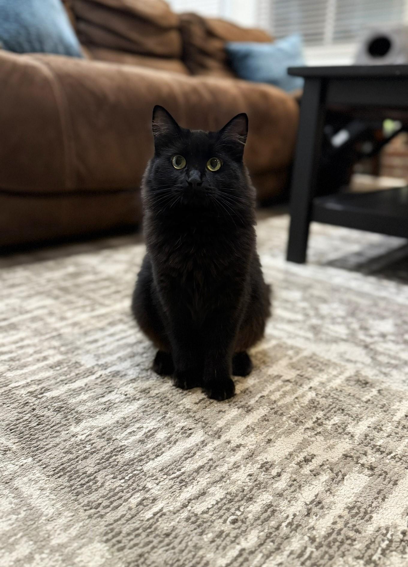 Maarva, a Adoptable Domestic Long Hair in Taylor, MI image 4/6