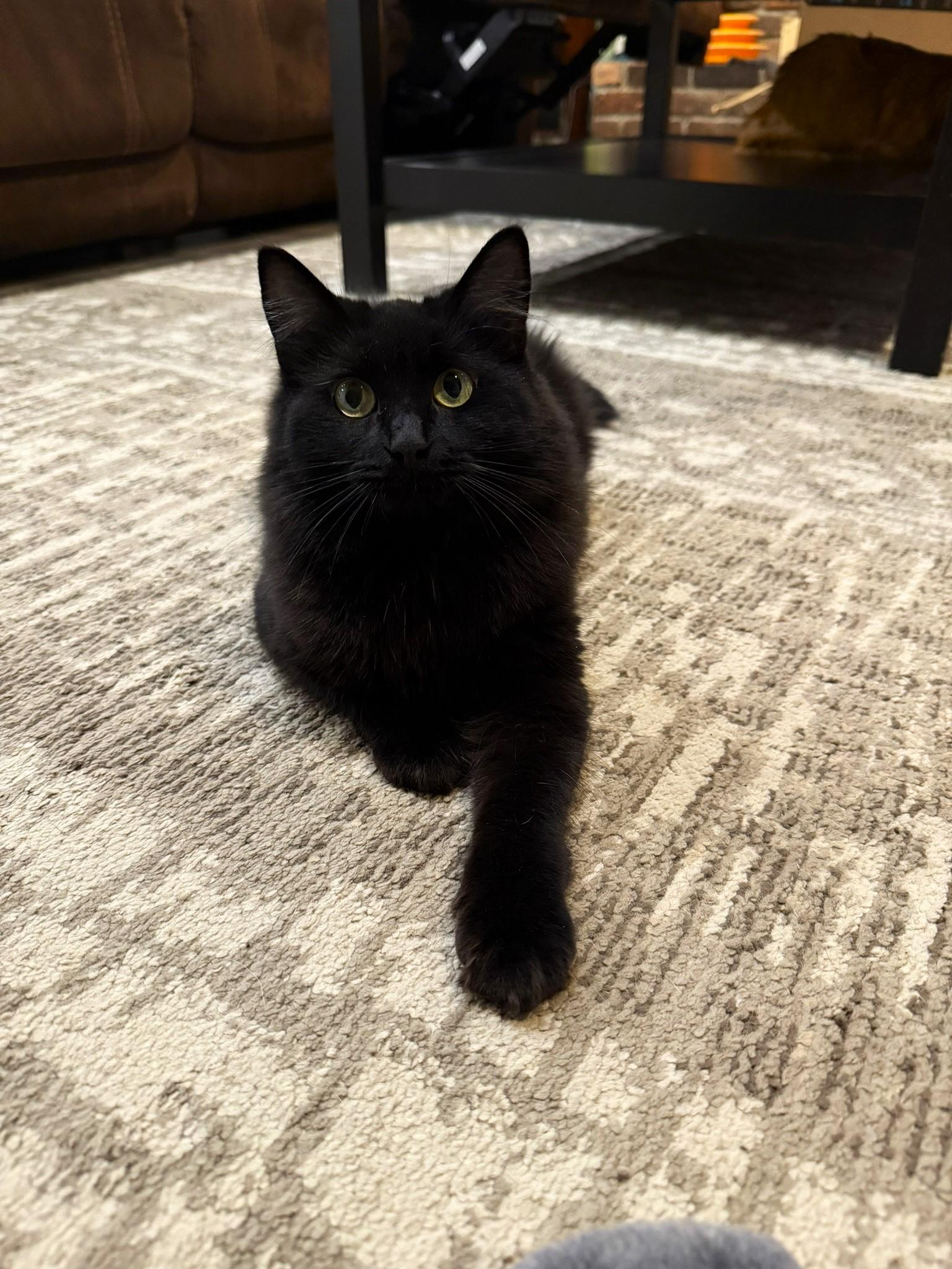 Maarva, a Adoptable Domestic Long Hair in Taylor, MI image 5/6