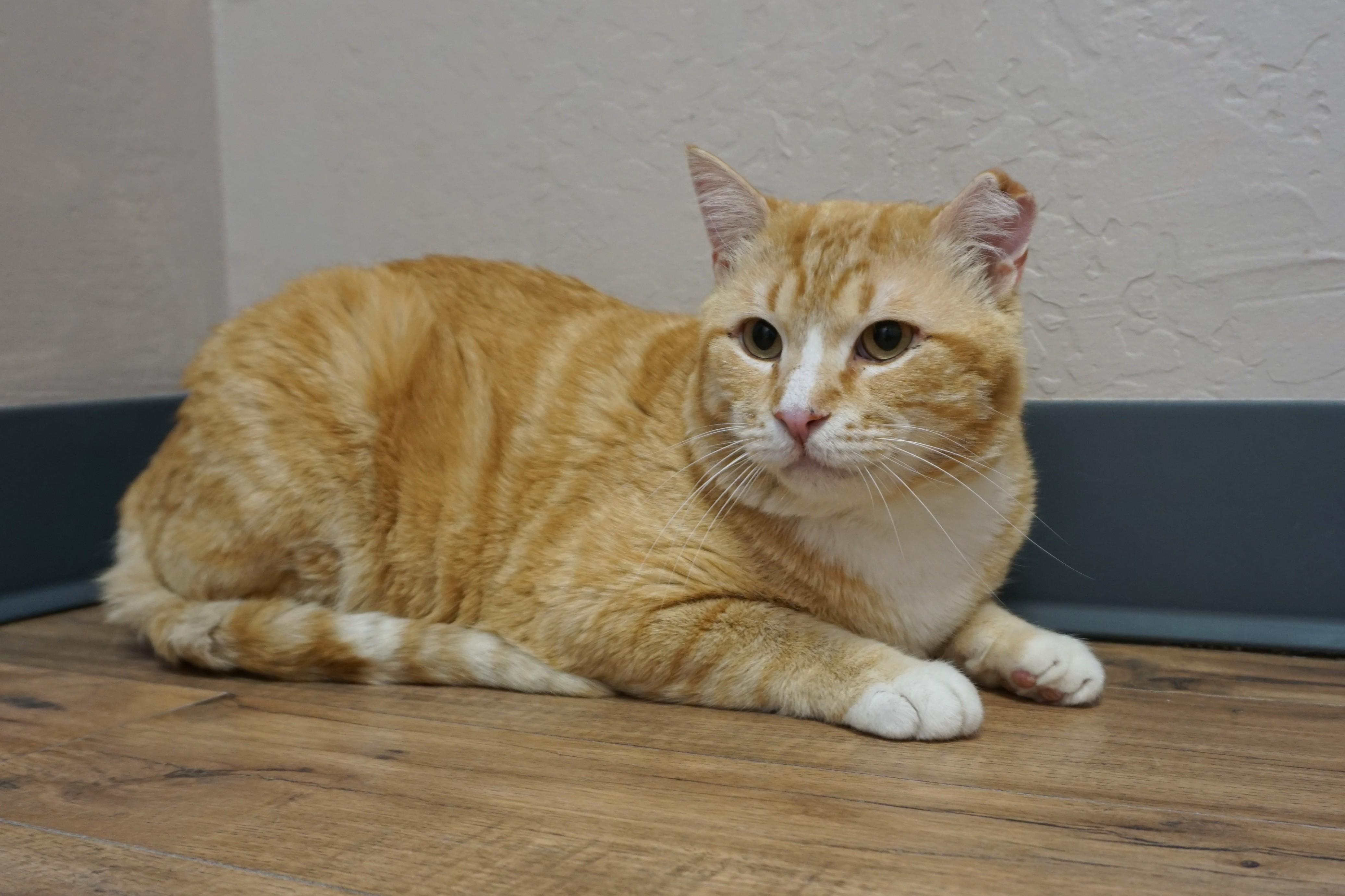 Enlarge King Julien, a ADOPTABLE Domestic Short Hair in Fountain Hills, AZ image 3/3