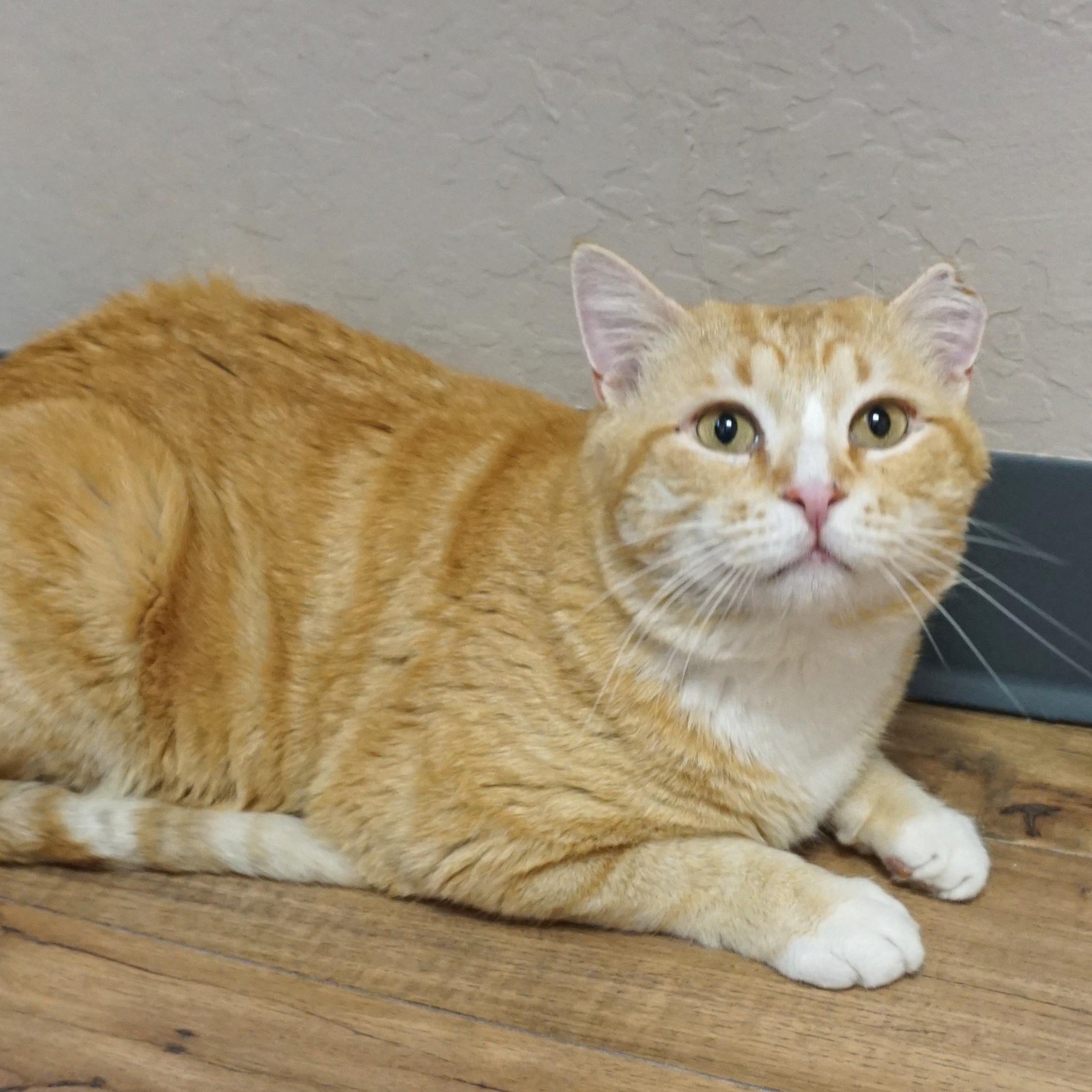 Enlarge King Julien, a ADOPTABLE Domestic Short Hair in Fountain Hills, AZ image 1/3