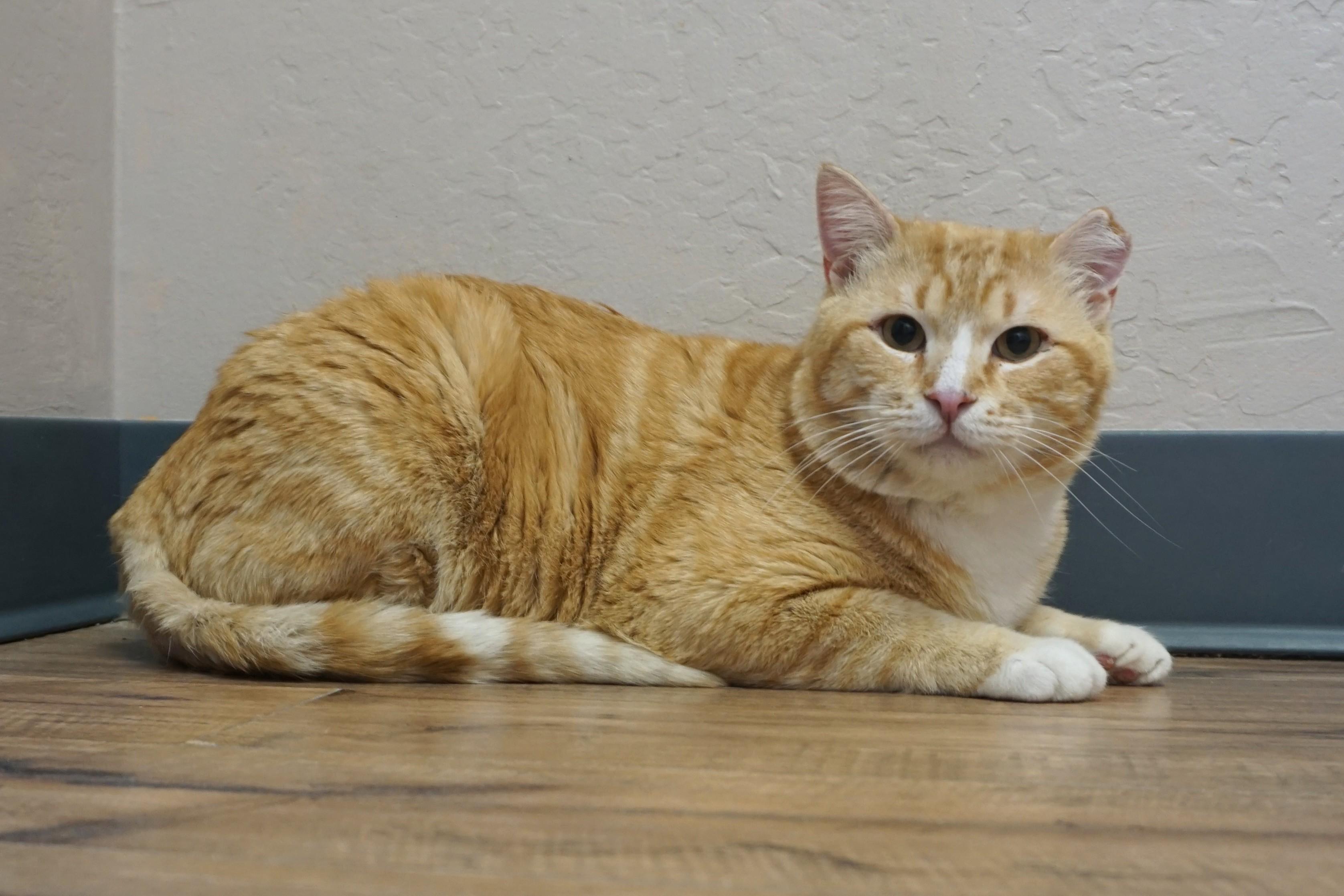 Enlarge King Julien, a ADOPTABLE Domestic Short Hair in Fountain Hills, AZ image 2/3