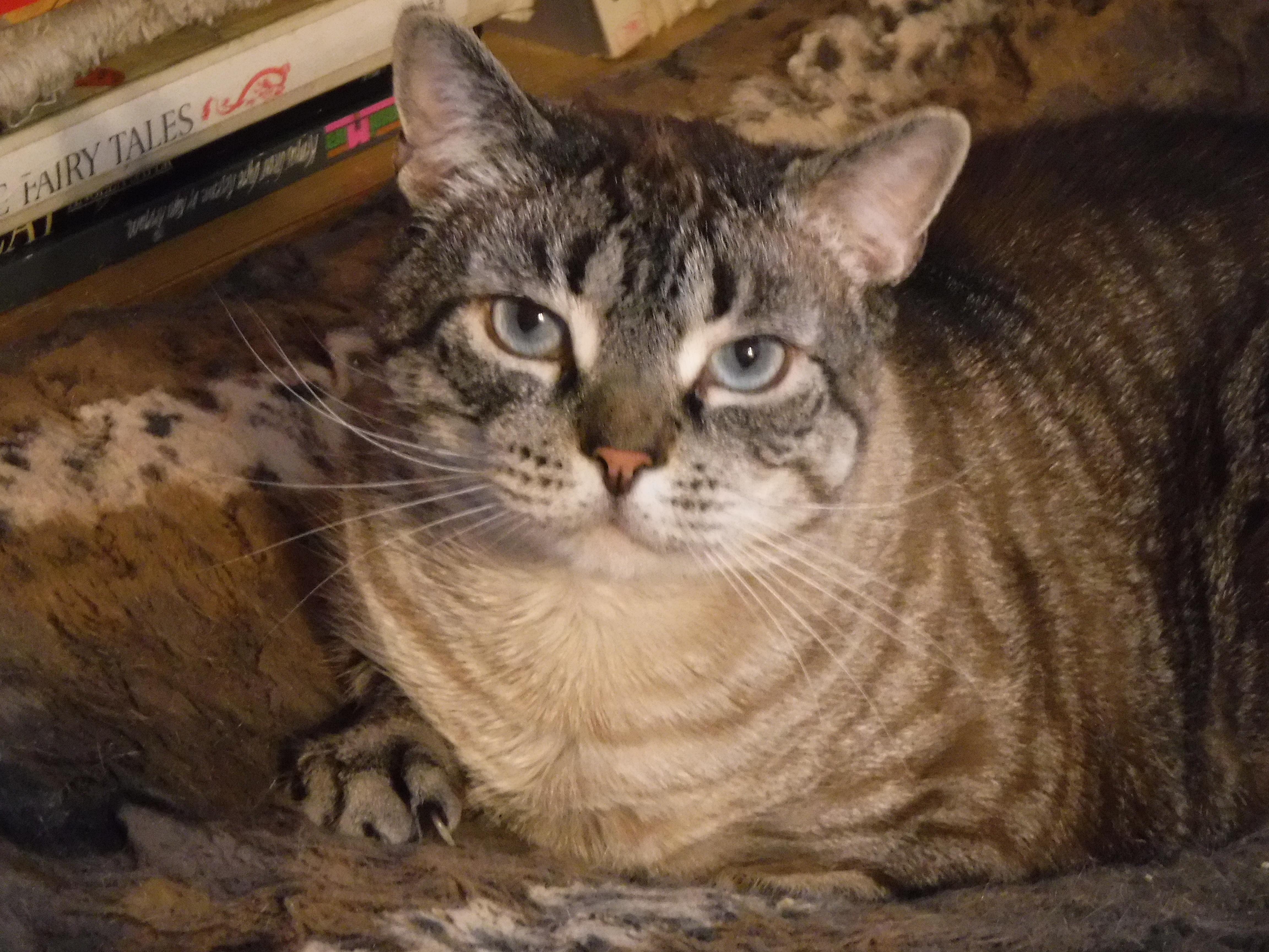 Enlarge Sirichai, a ADOPTABLE mixed breed in River Edge, NJ image 6/6