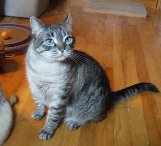 Enlarge Sirichai, a ADOPTABLE mixed breed in River Edge, NJ image 4/6