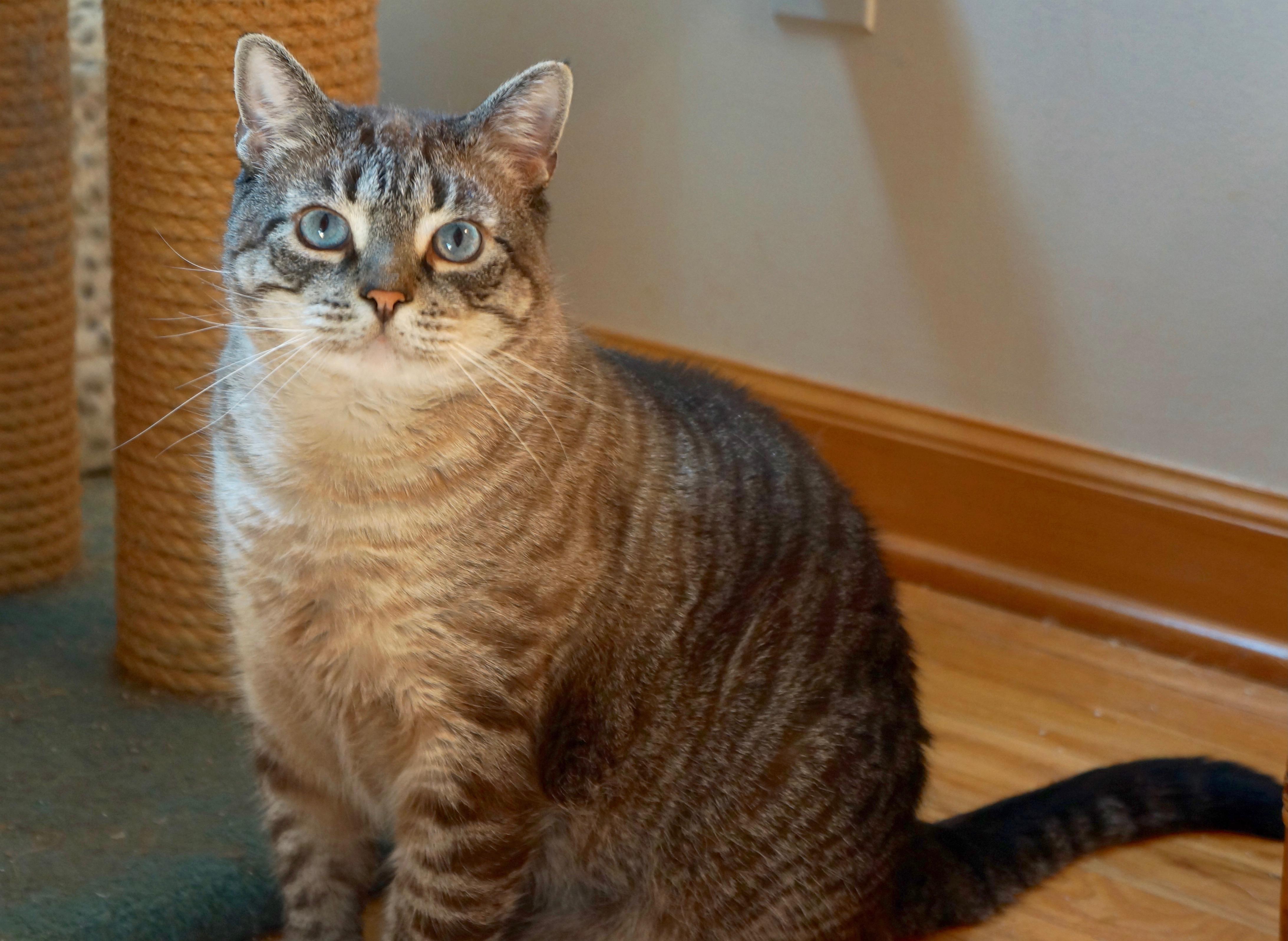 Enlarge Sirichai, a ADOPTABLE mixed breed in River Edge, NJ image 3/6