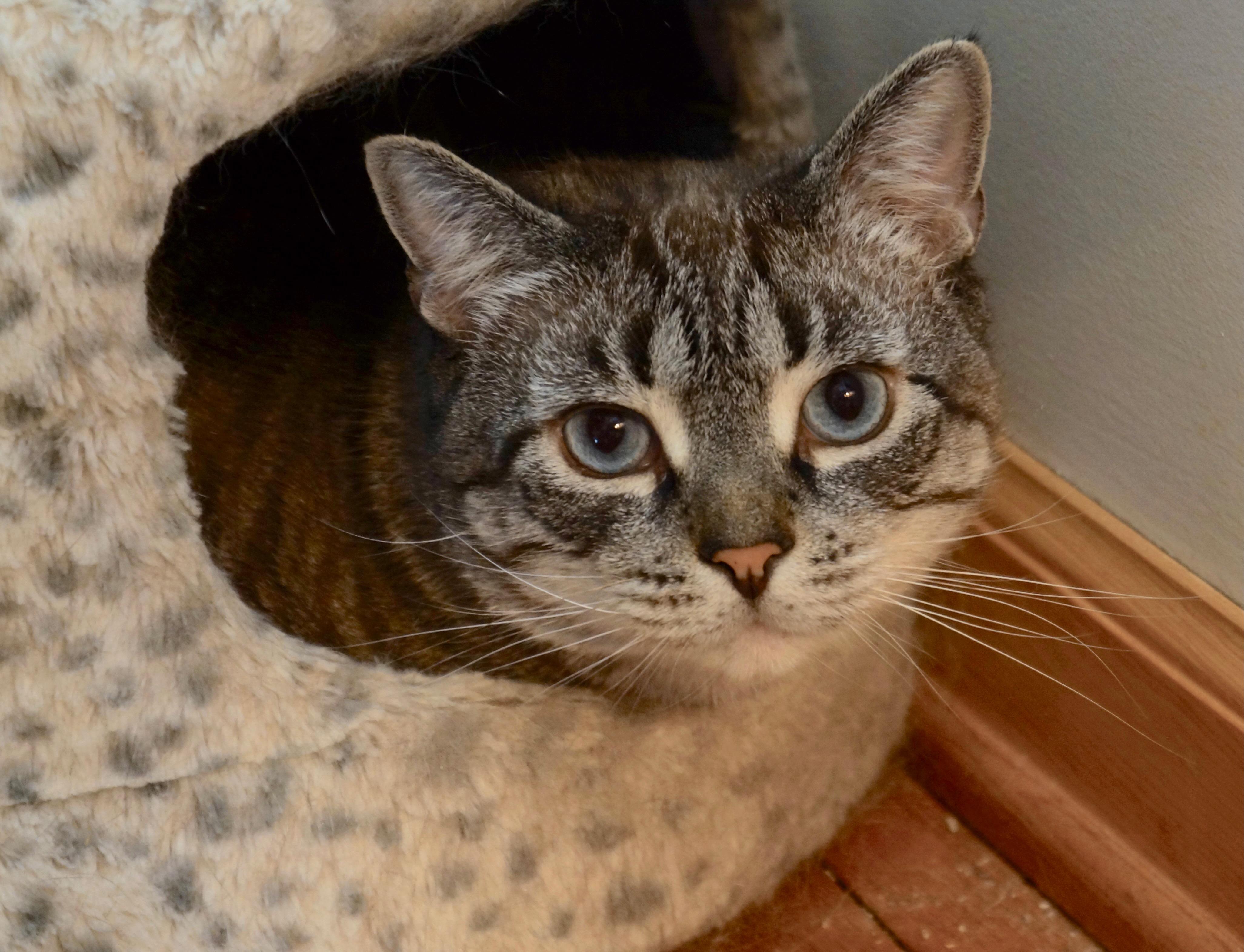 Sirichai, ADOPTABLE, Adult Male Siamese & Tabby.