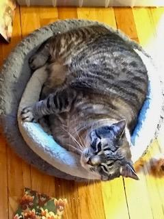 Enlarge Sirichai, a ADOPTABLE mixed breed in River Edge, NJ image 2/6