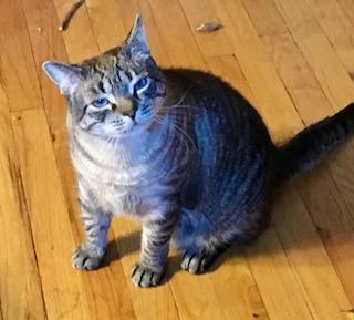 Enlarge Sirichai, a ADOPTABLE mixed breed in River Edge, NJ image 5/6