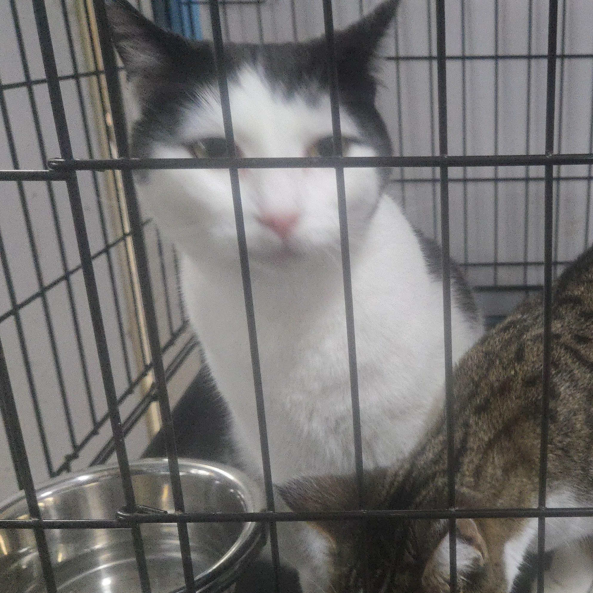 Enlarge Cig, a Adopted Domestic Short Hair in Centralia, WA image 1/1