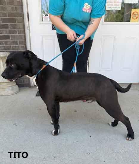 Enlarge Tito, a Adoptable mixed breed in Washington, GA image 4/4