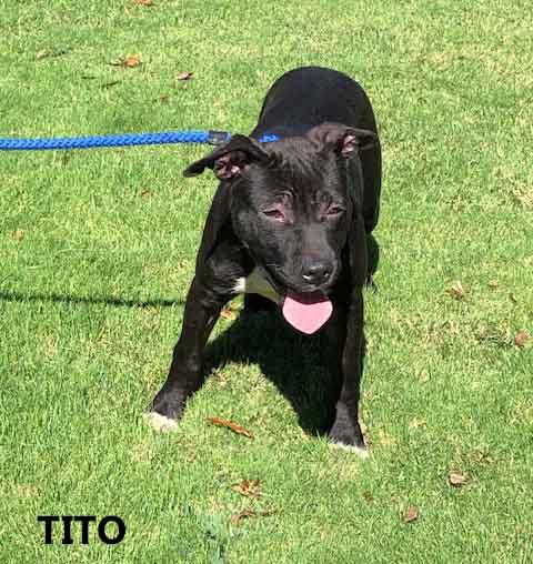 Enlarge Tito, a Adoptable mixed breed in Washington, GA image 1/2