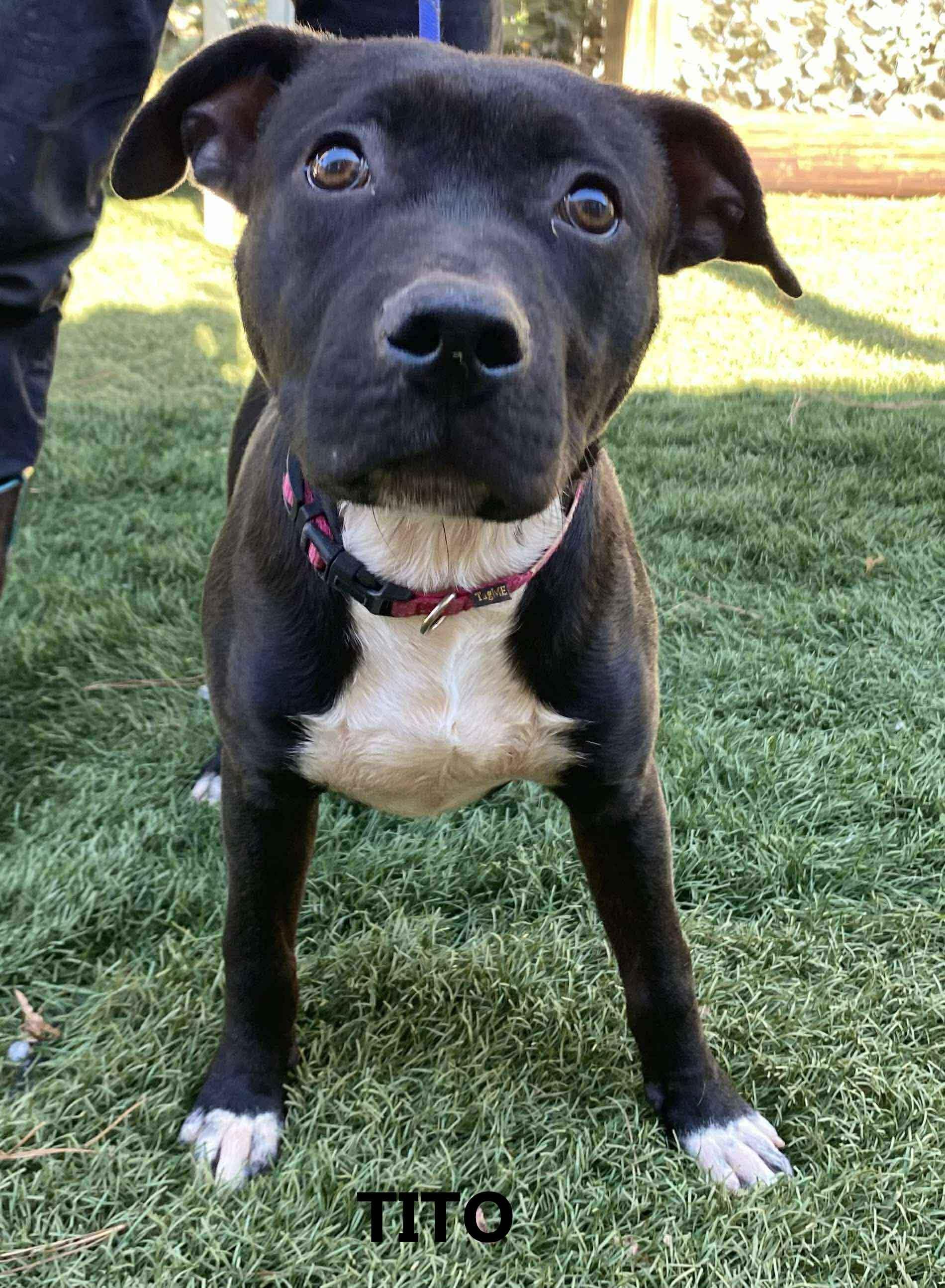 Enlarge Tito, a Adoptable mixed breed in Washington, GA image 2/2